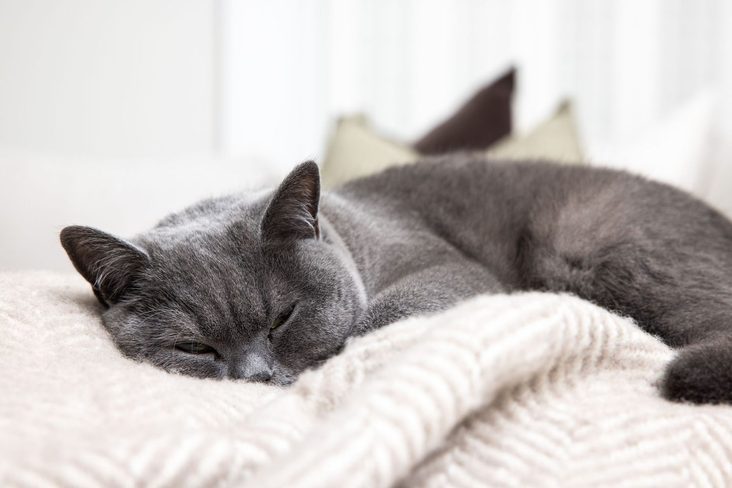 Grey cat sleeping peacefully on white textured blanket.