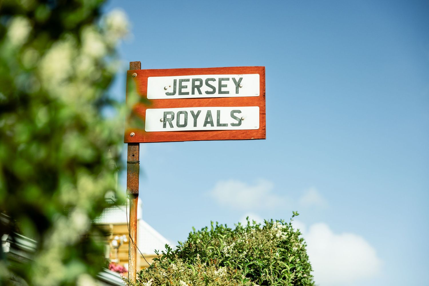 Directional signs for Jersey Royals mounted on poles against blue sky.