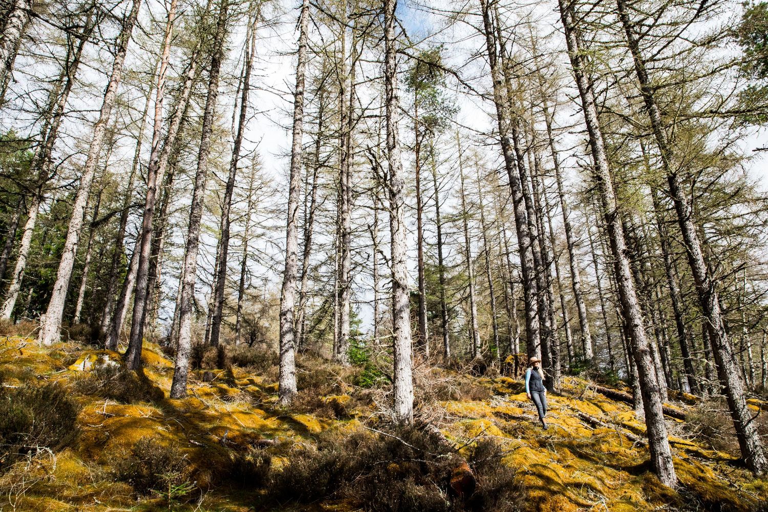 Scenic forest trail winding through tall pine trees with golden moss-covered ground.