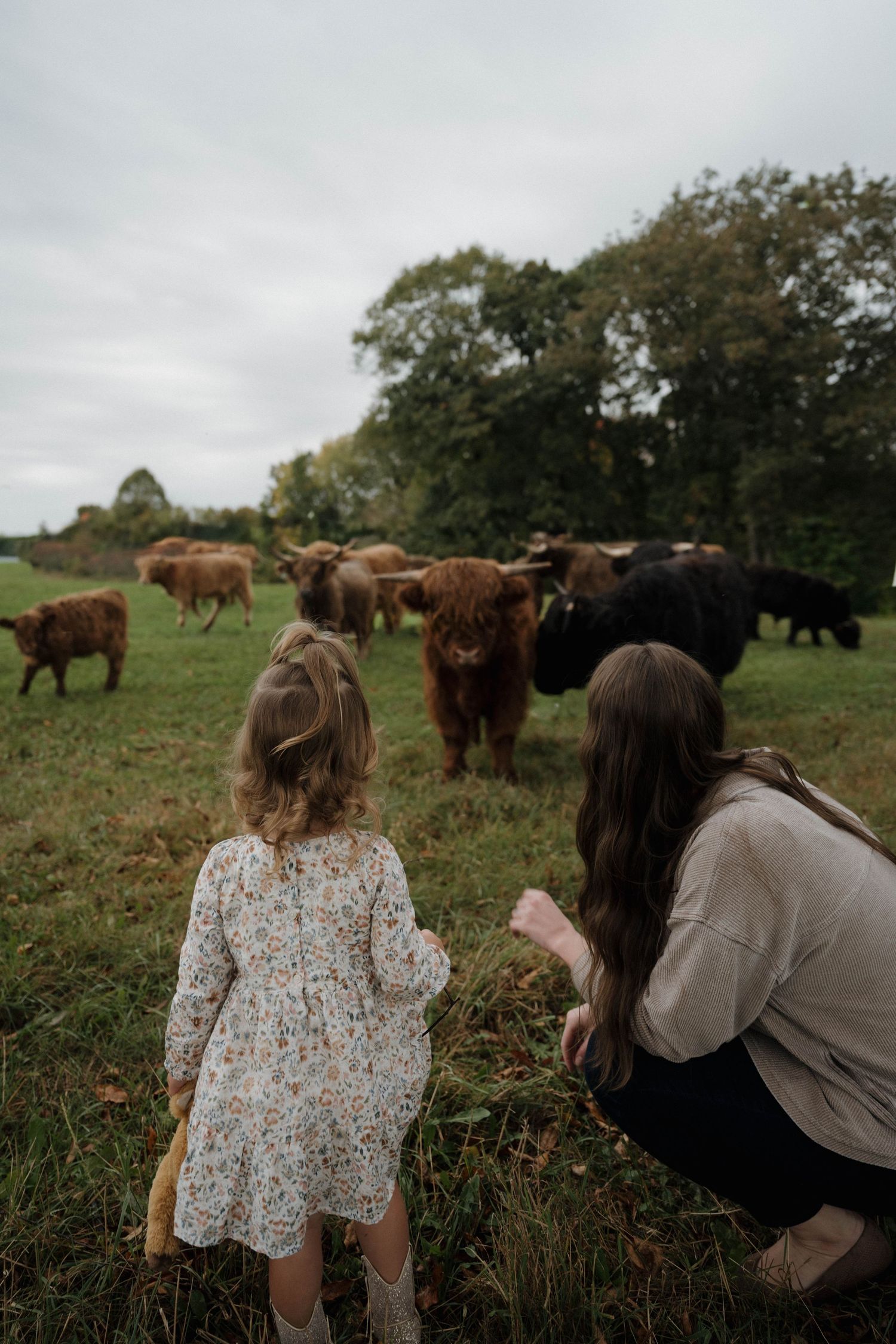 Mother and young daughter observe a herd of Highland cattle in a green field.