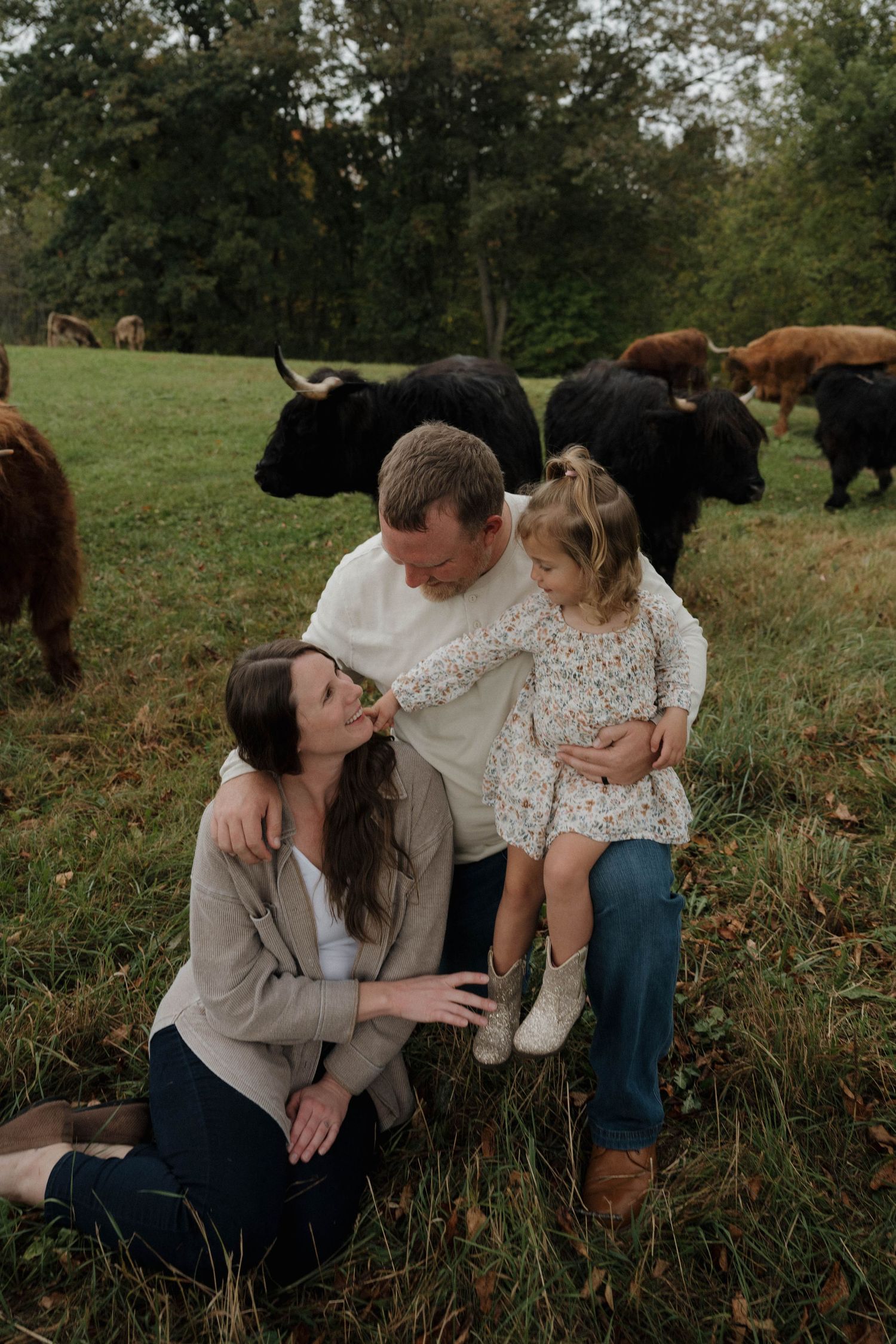 Family portrait with parents and young daughter sitting in green pasture with Highland cattle grazing behind them.