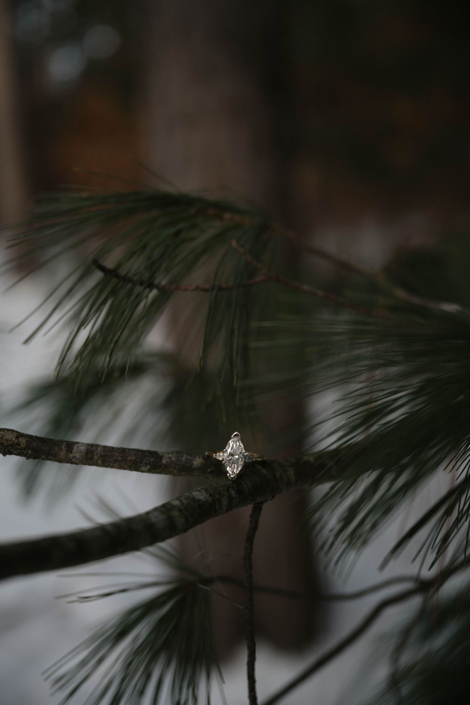 Marquise diamond engagement ring resting on a pine tree branch in winter forest.