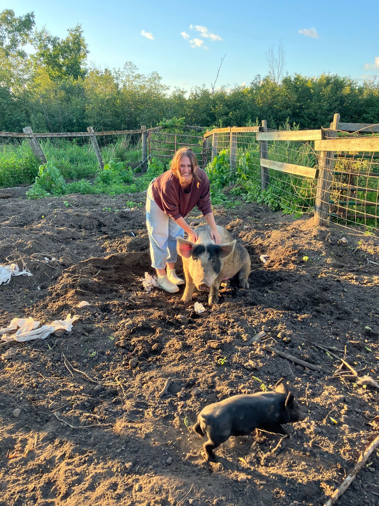 Woman petting pig in muddy farm pen with small black piglet nearby at sunset.
