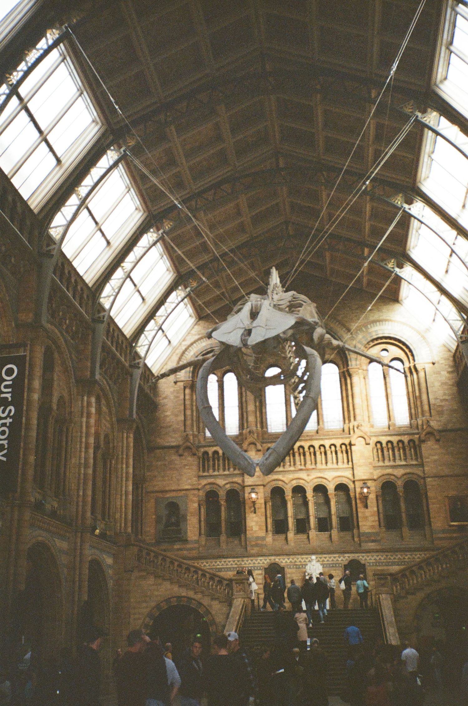 Blue whale skeleton hanging in the grand hall of the Natural History Museum in London.
