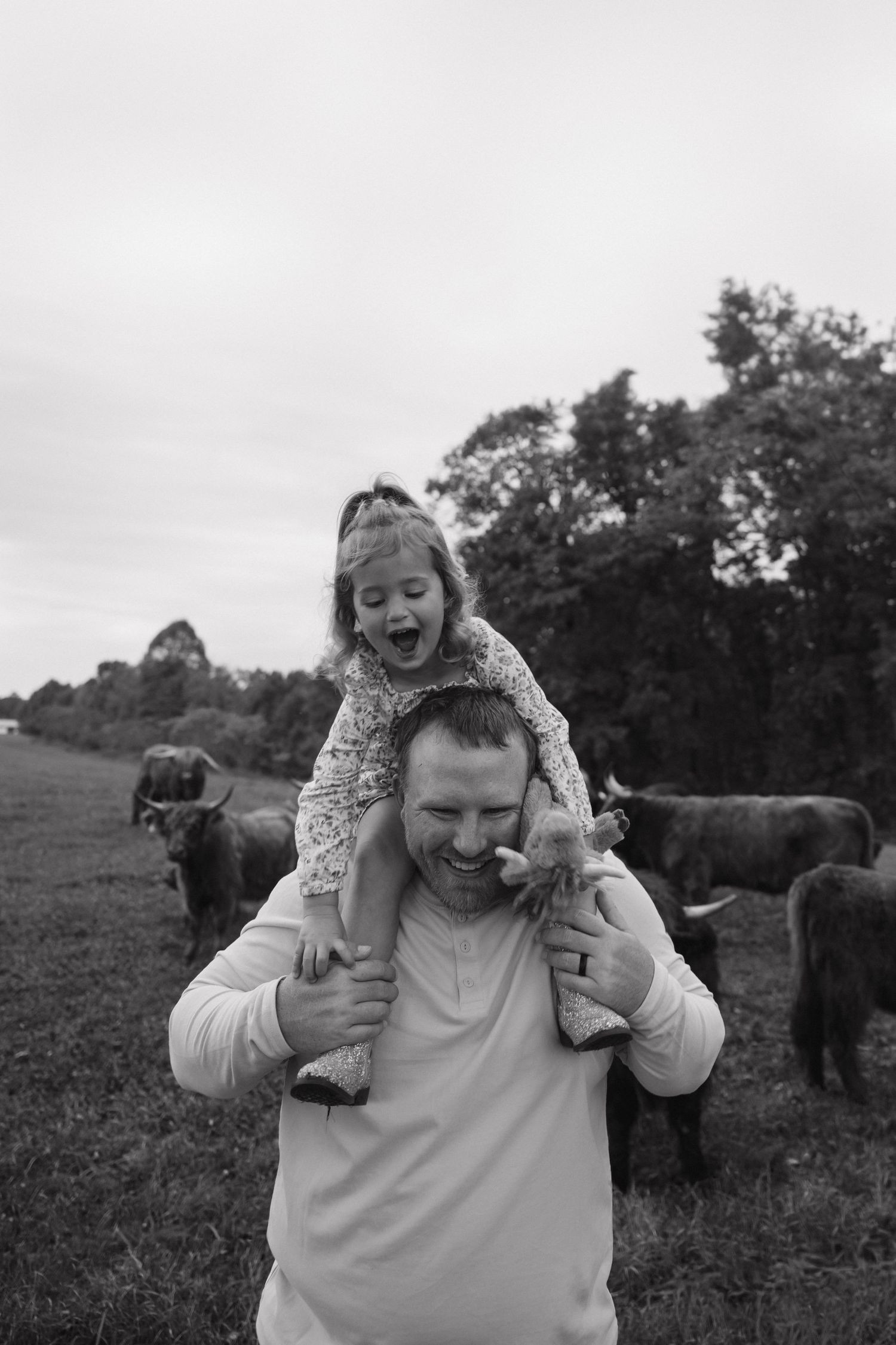 Laughing father carries excited little girl on shoulders near Highland cattle.