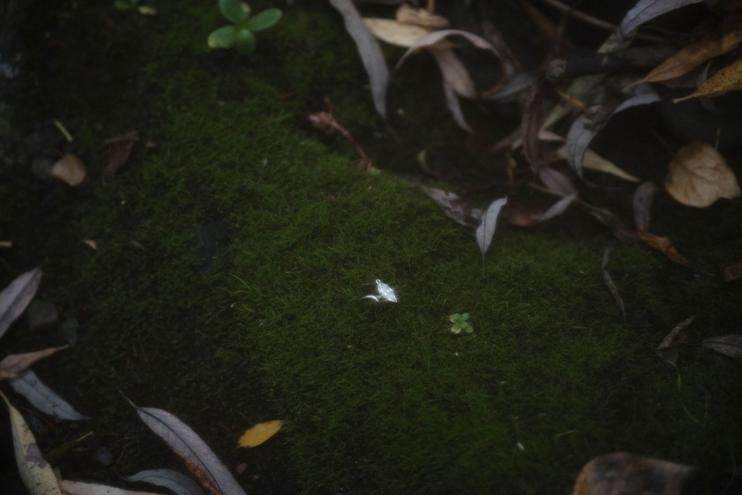 A close-up of vibrant green moss on a rock surrounded by dark fallen autumn leaves.