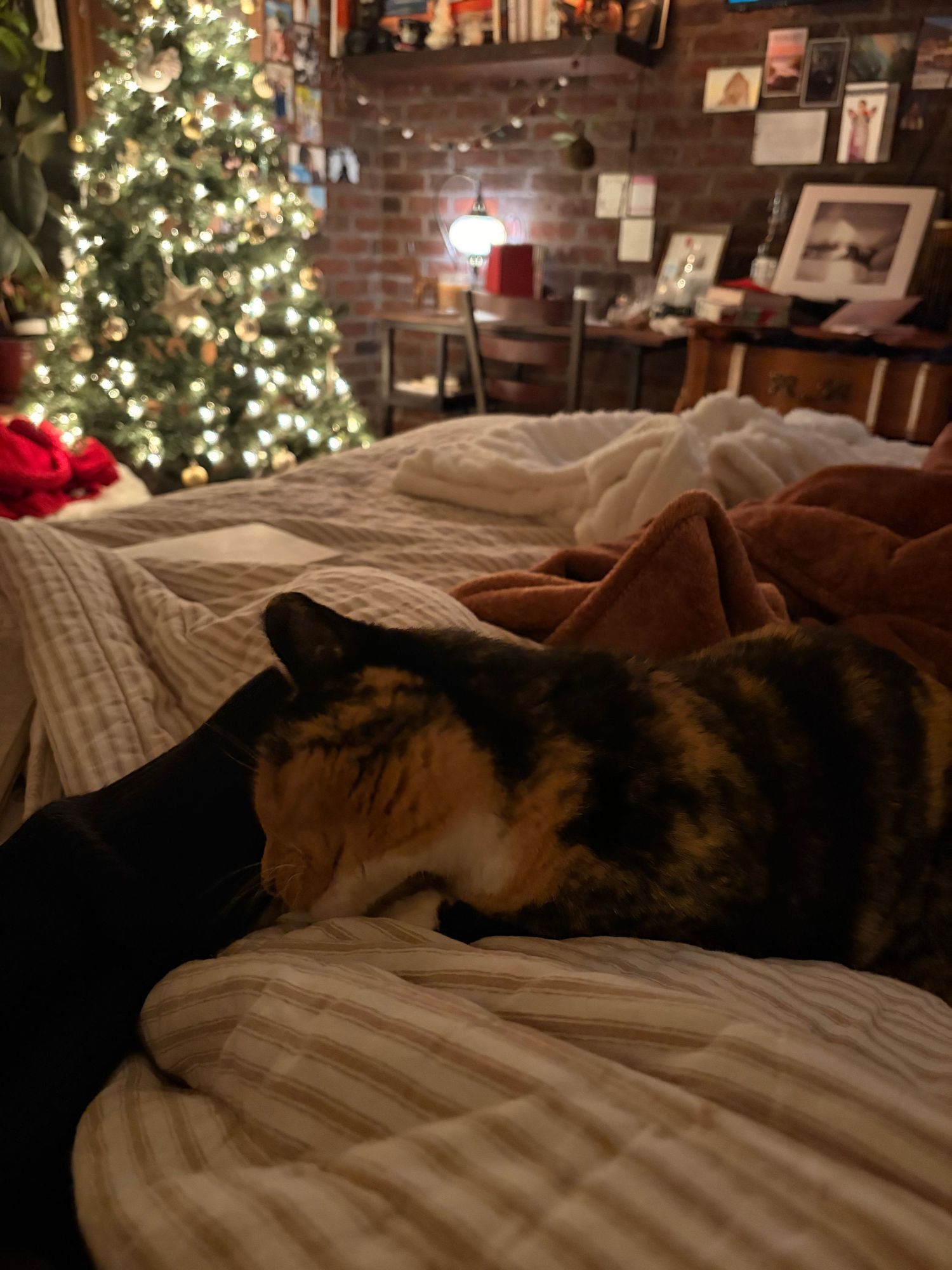 A calico cat resting on a white bed with a glowing Christmas tree in a cozy decorated room.