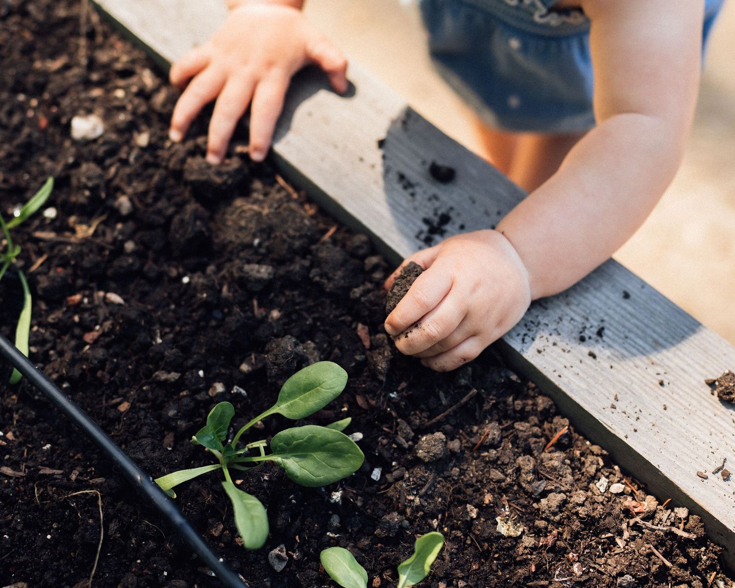 Child planting seedlings in a raised garden bed filled with dark, rich soil outdoors.
