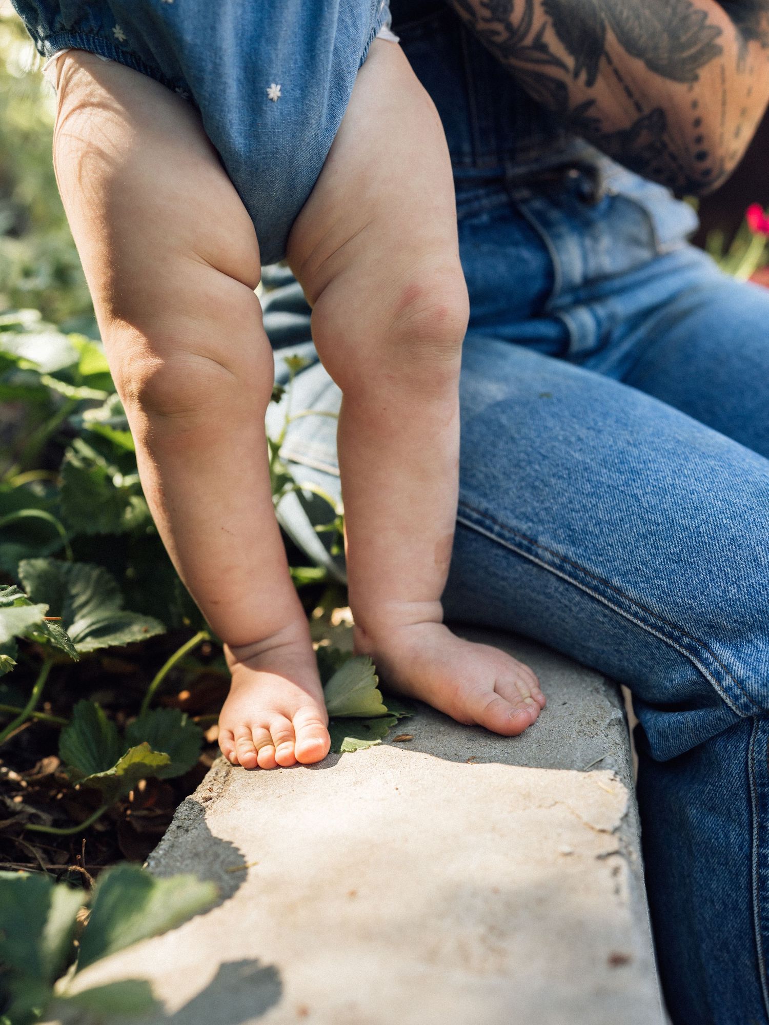 Baby standing on a garden ledge supported by a tattooed adult in jeans, with lush strawberry plants nearby.