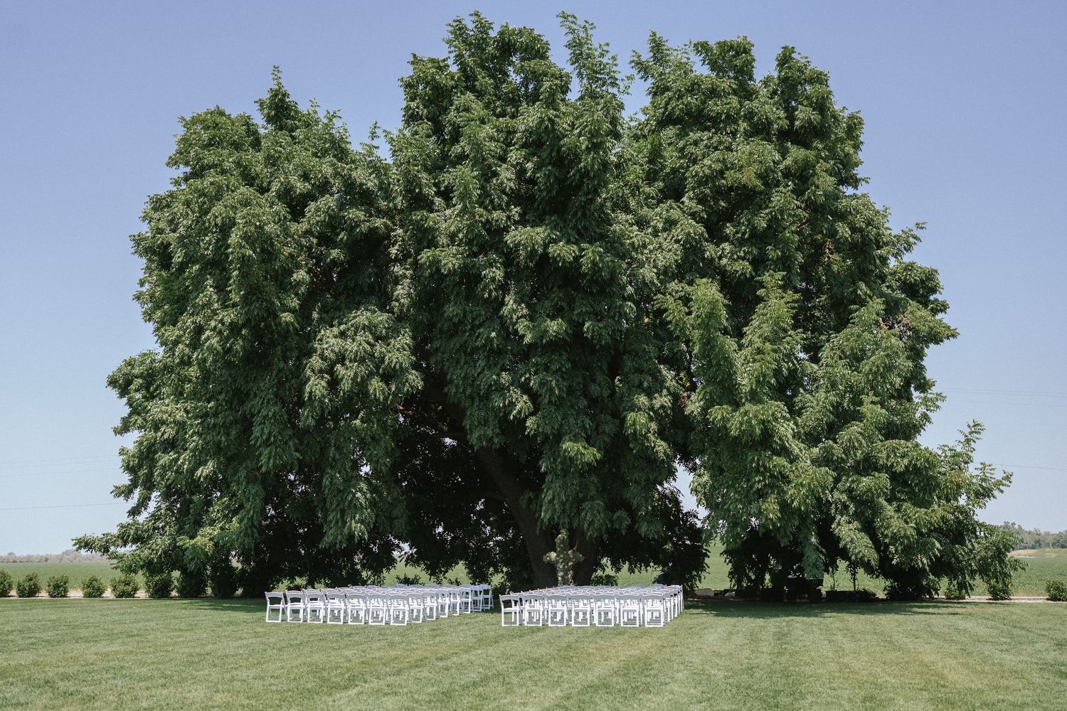 Row of mature trees creating natural archway against blue summer sky.