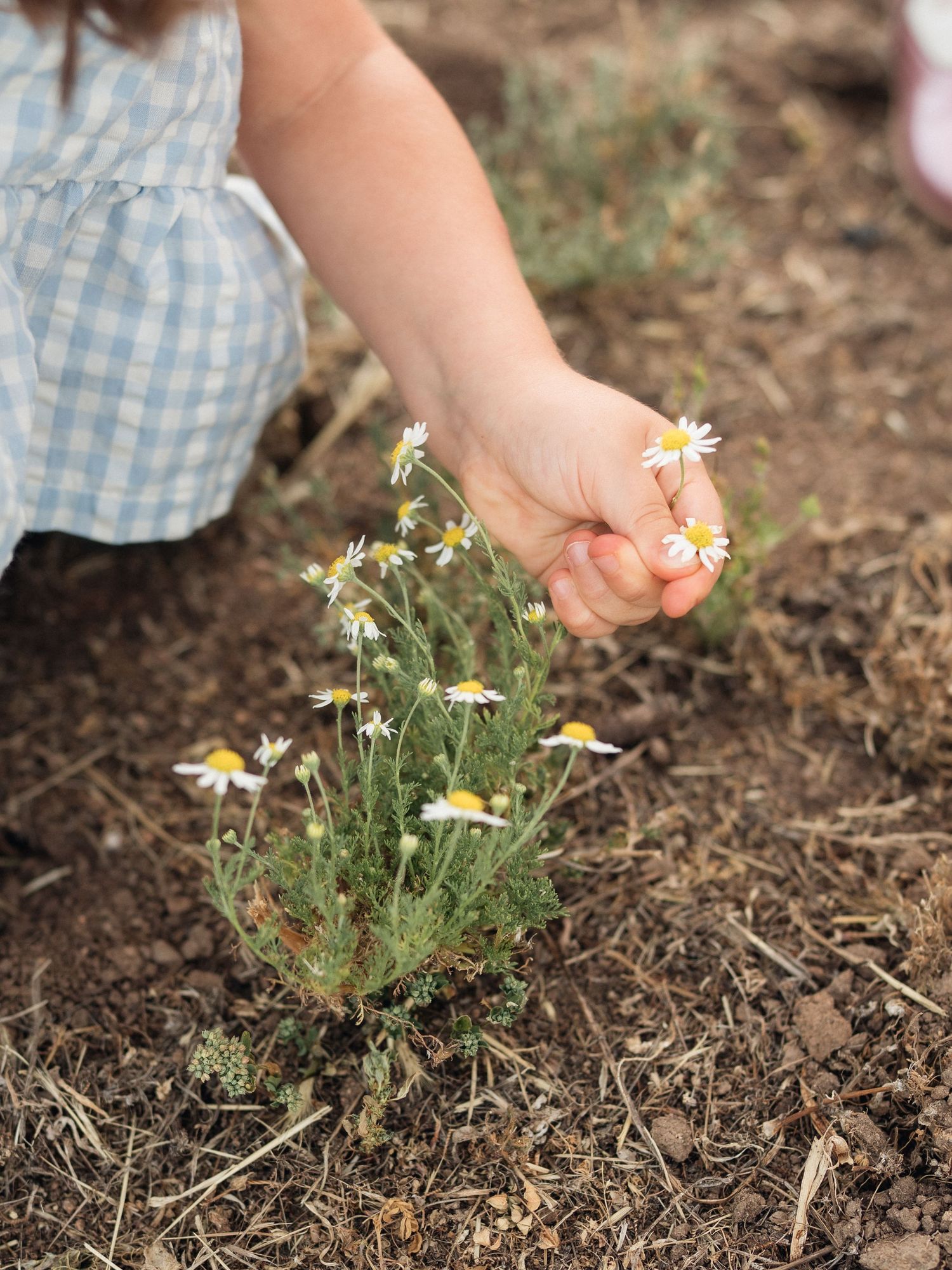 A child in a blue dress picking white daisy flowers from a small wildflower plant growing in dry soil.