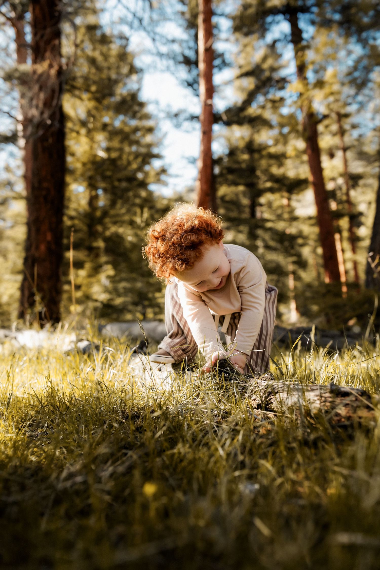 Curly red-haired toddler exploring grass in a sunlit pine forest, bending down to examine nature.