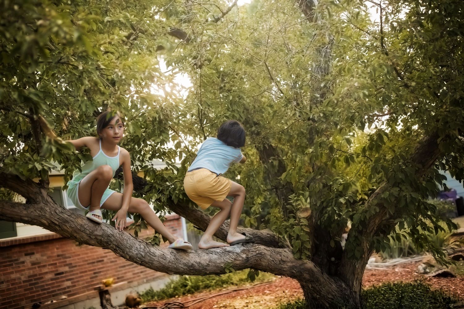 People climbing and playing in a large tree on a sunny day.