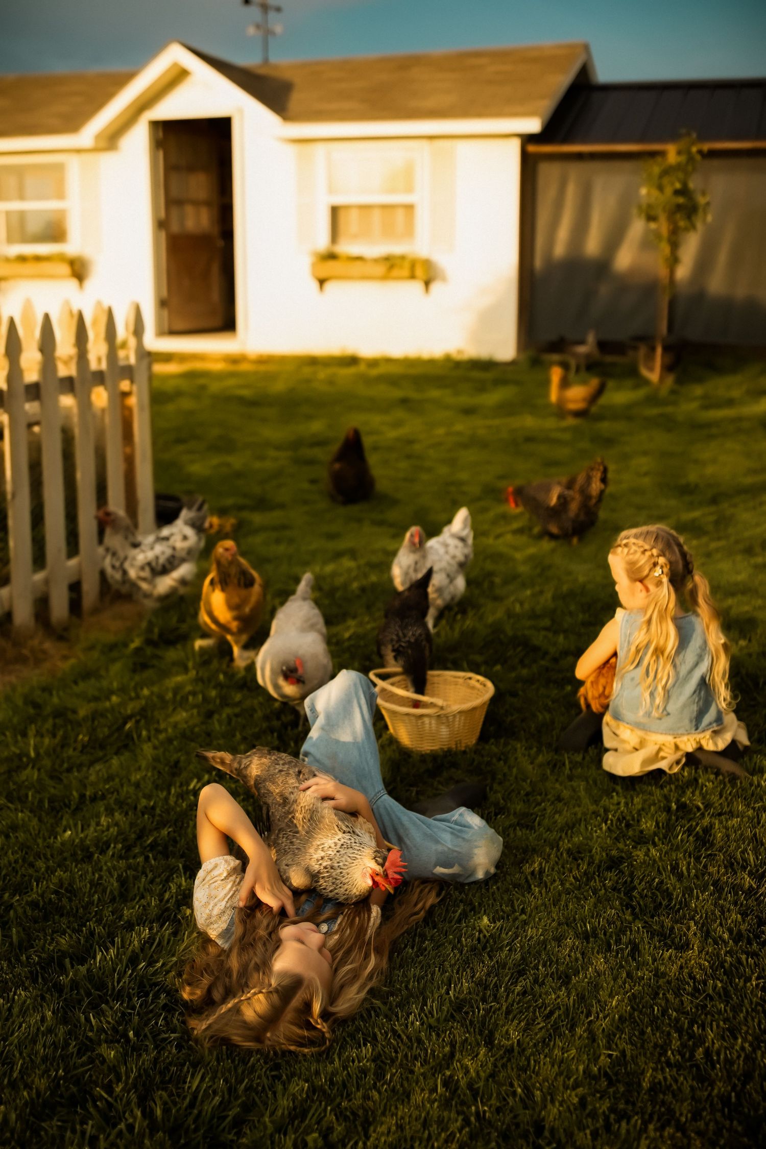 A person in denim sits on green grass at sunset with chickens roaming in the background near a white picket fence.