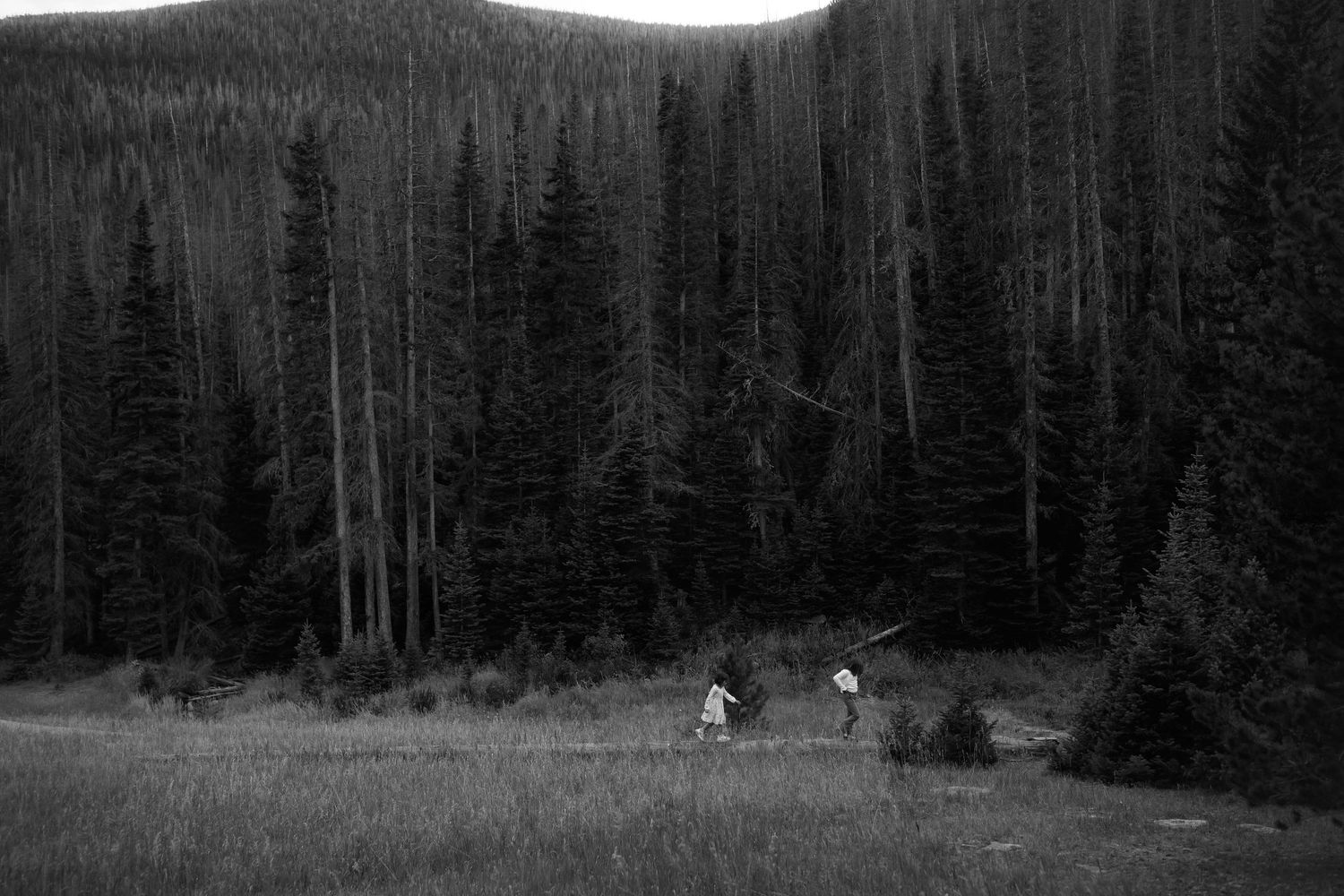 Dark silhouette of dense forest treeline against mountain landscape in black and white.