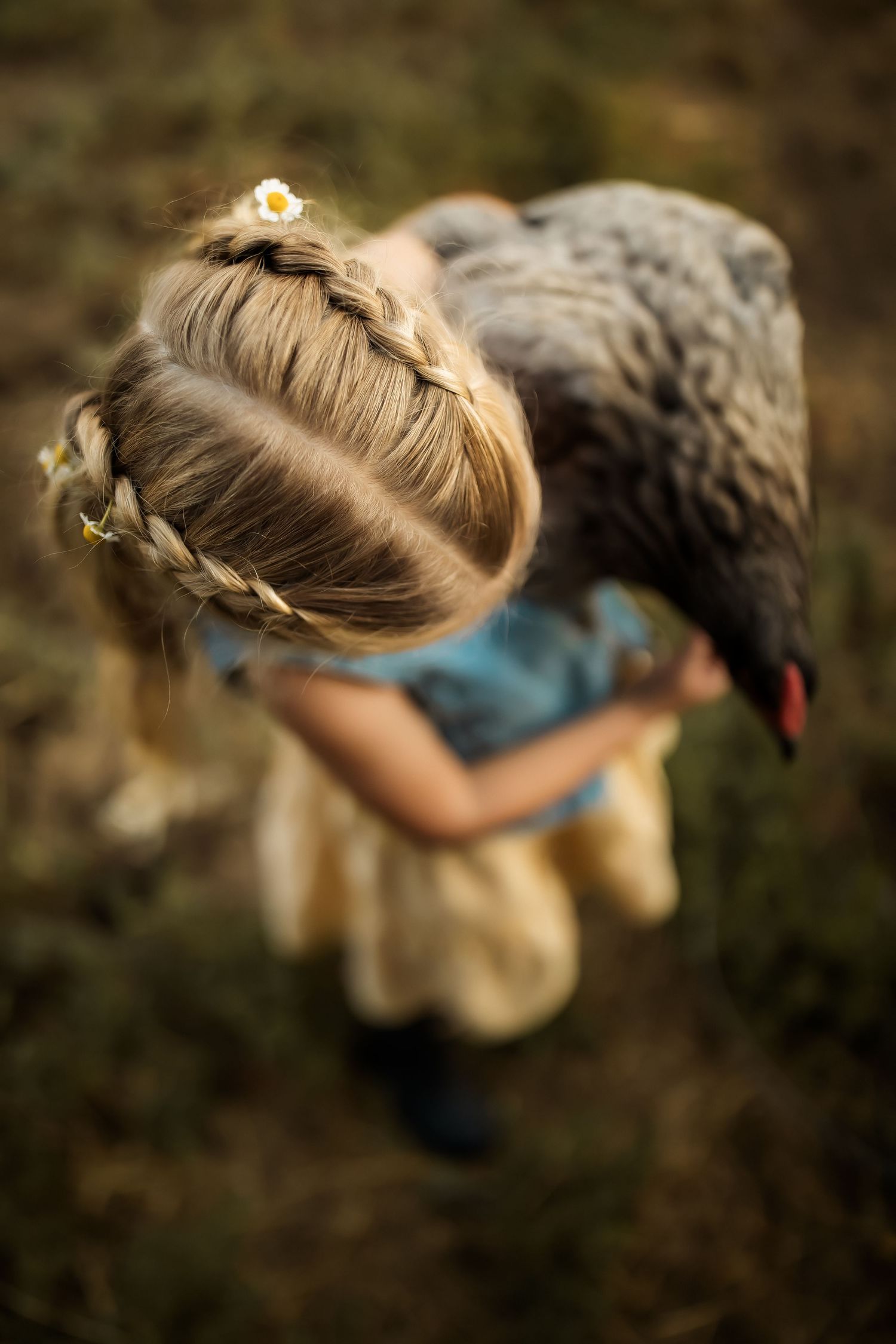 Overhead view of braided hair adorned with small daisies in a whimsical style.