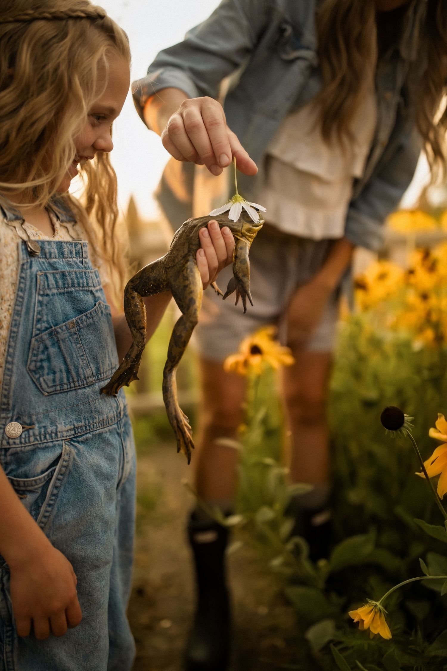 A series of photos showing a child in denim overalls picking yellow flowers in a garden at sunset.