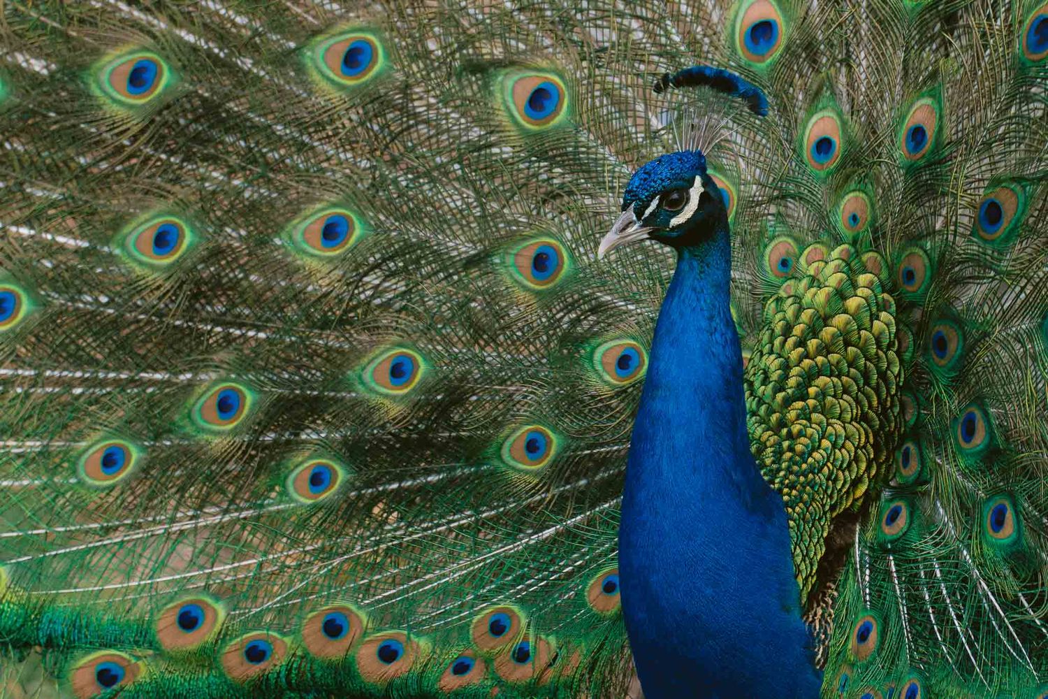 Vibrant peacock displays its iridescent blue and green feathers in a stunning close-up sequence at the Calgary Zoo during a wedding