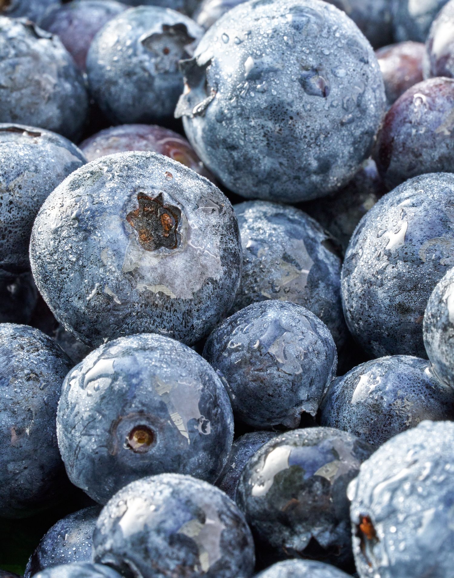 Fresh ripe blueberries with natural powdery bloom coating shown in macro detail.