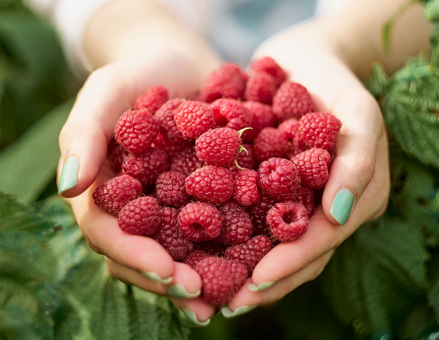 Hands with green nails holding a pile of fresh red raspberries outdoors near green leaves.