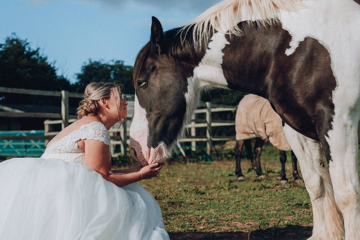 White horses grazing in a fenced field during an outdoor celebration.