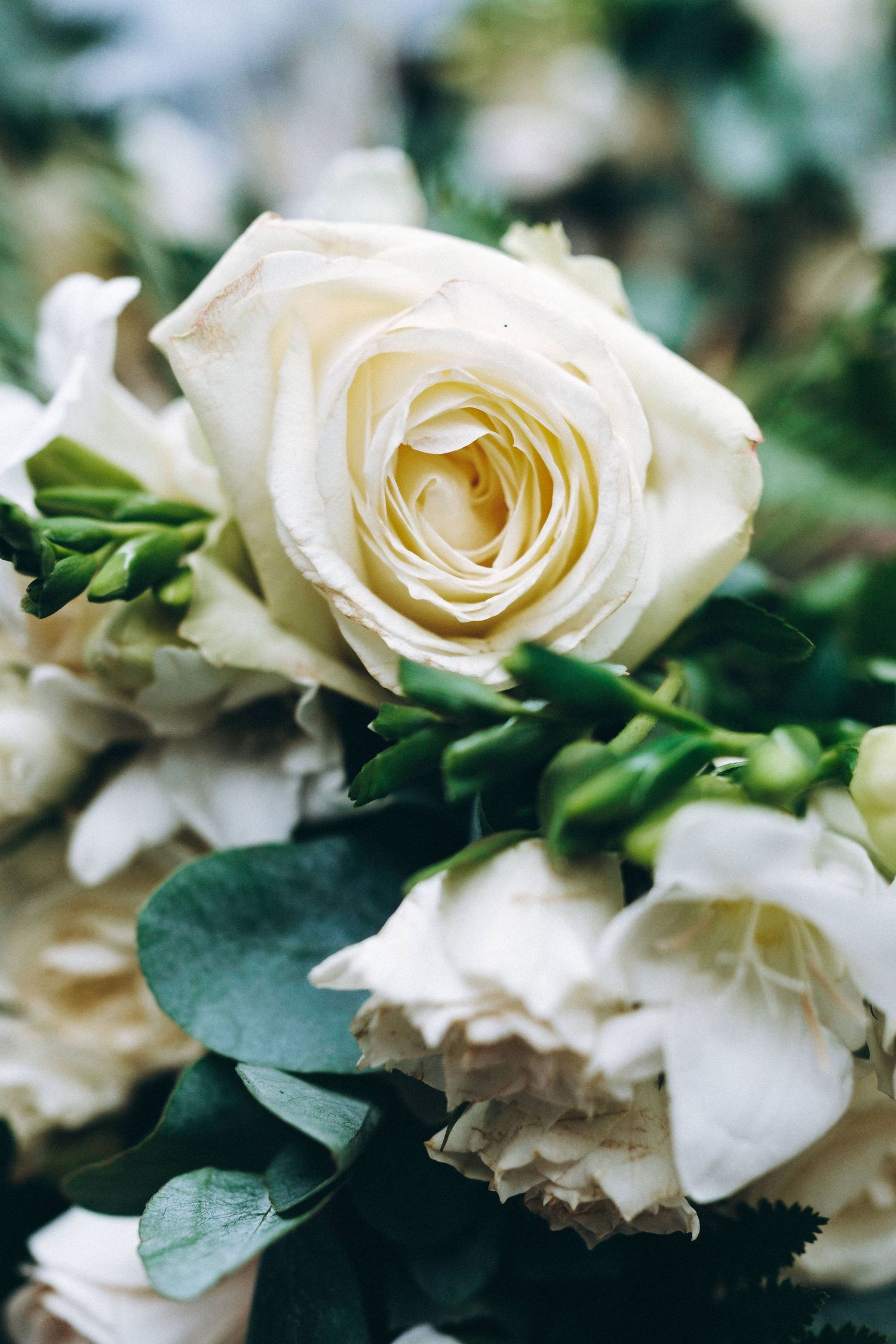 A close-up macro shot of a white rose bloom with green foliage in soft focus background.