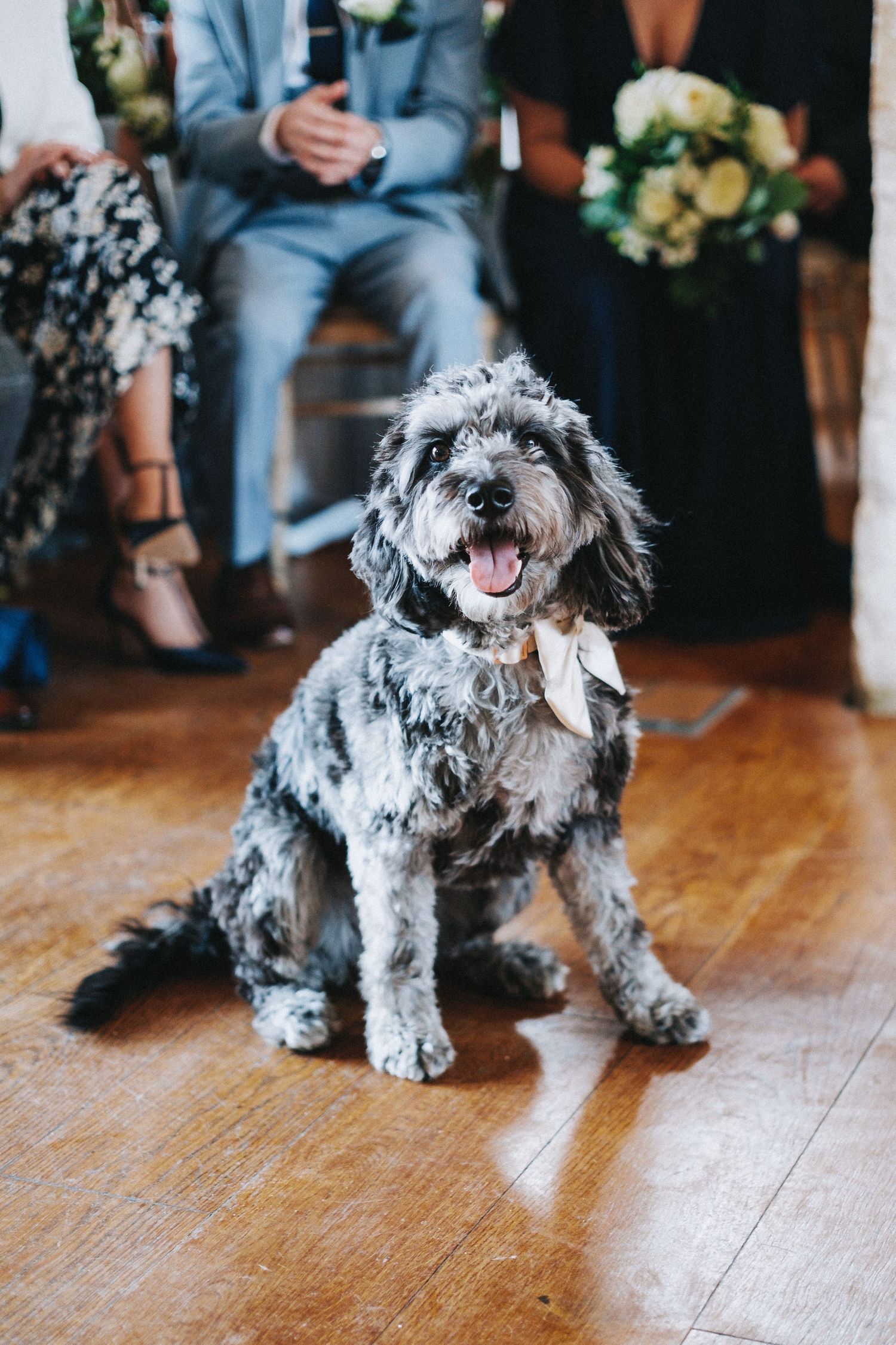 A happy gray and white scruffy dog wearing a bow tie sits on hardwood floor during the wedding ceremony at Upcote Barn.