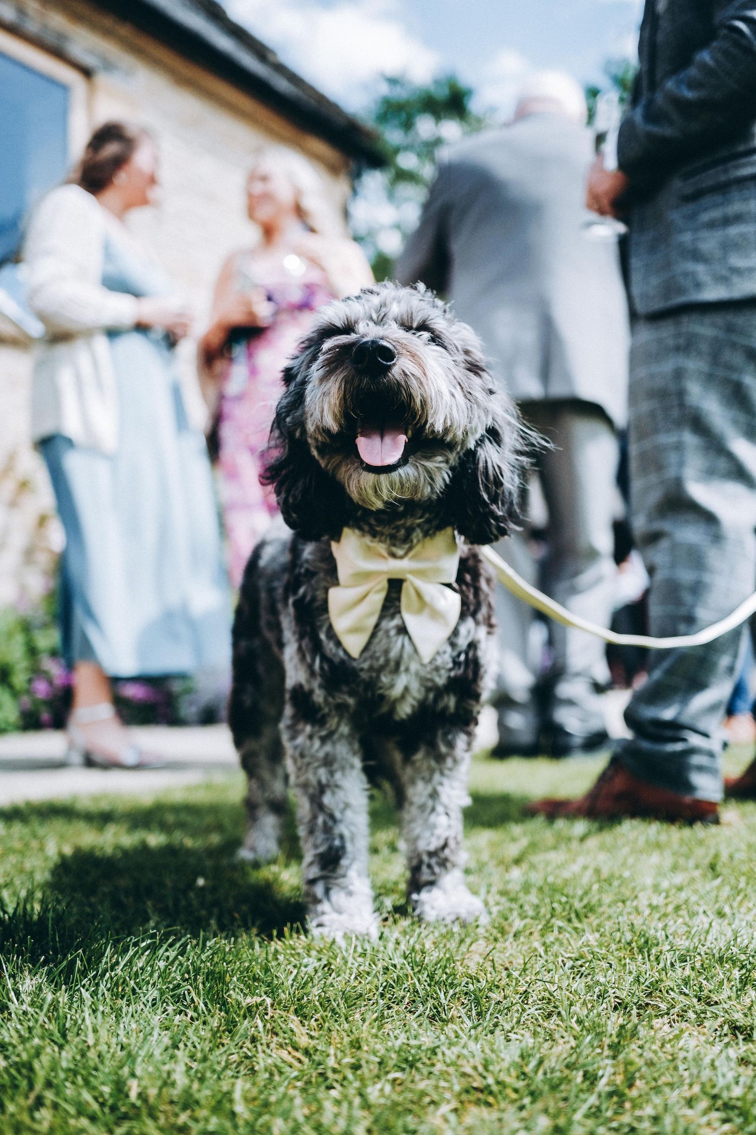 Happy dog wearing a yellow bowtie at an outdoor wedding celebration on a sunny day.