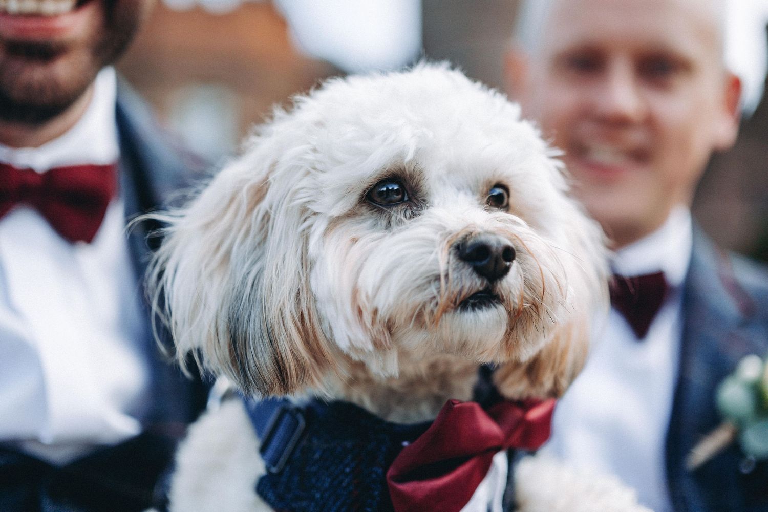 White fluffy dog wearing a red bowtie poses during wedding festivities.