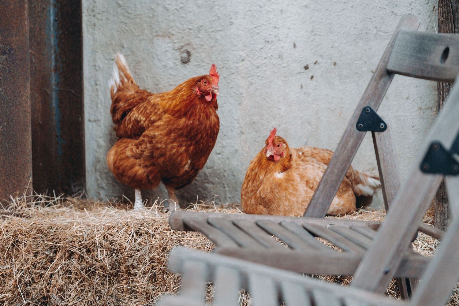 Two brown chickens resting near hay and wooden structures in a rustic farm setting.