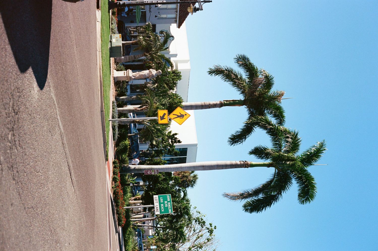 Two tall royal palm trees line a sunny street with a yellow pedestrian crossing sign visible.