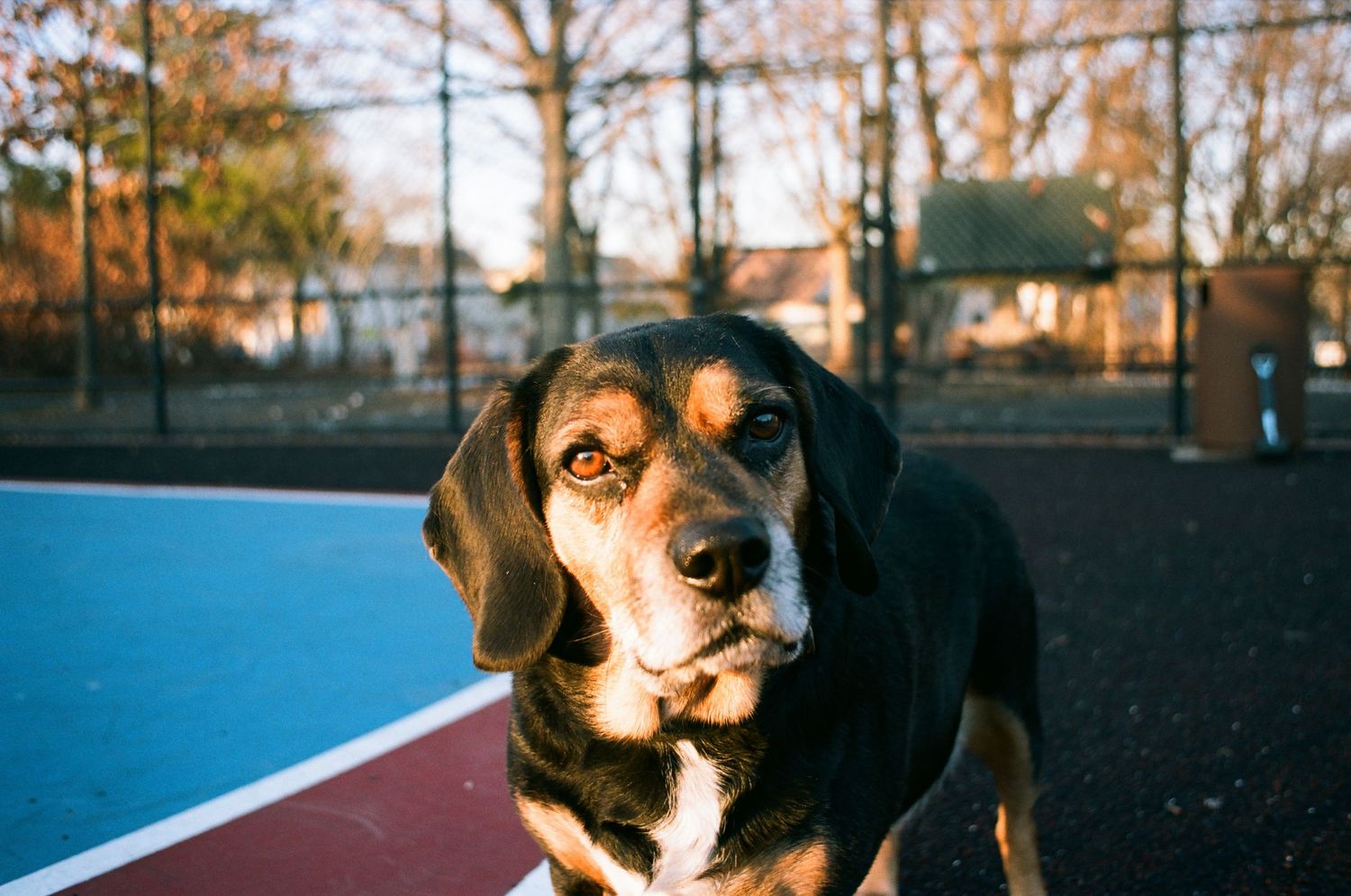 Close-up portrait of a black and tan hound dog on outdoor basketball court.