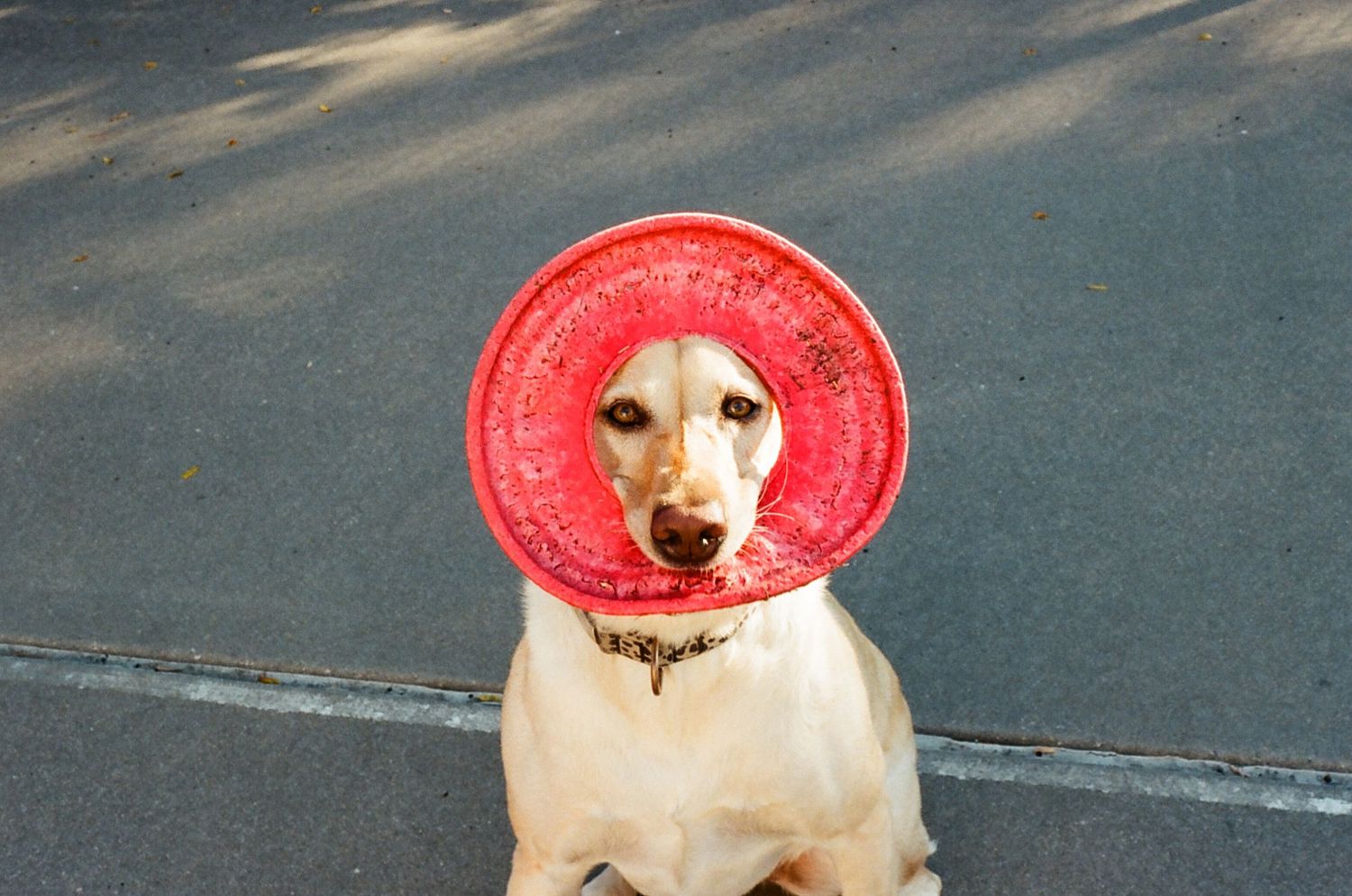 Yellow Labrador dog sitting on pavement with a large red frisbee around its neck like a collar.