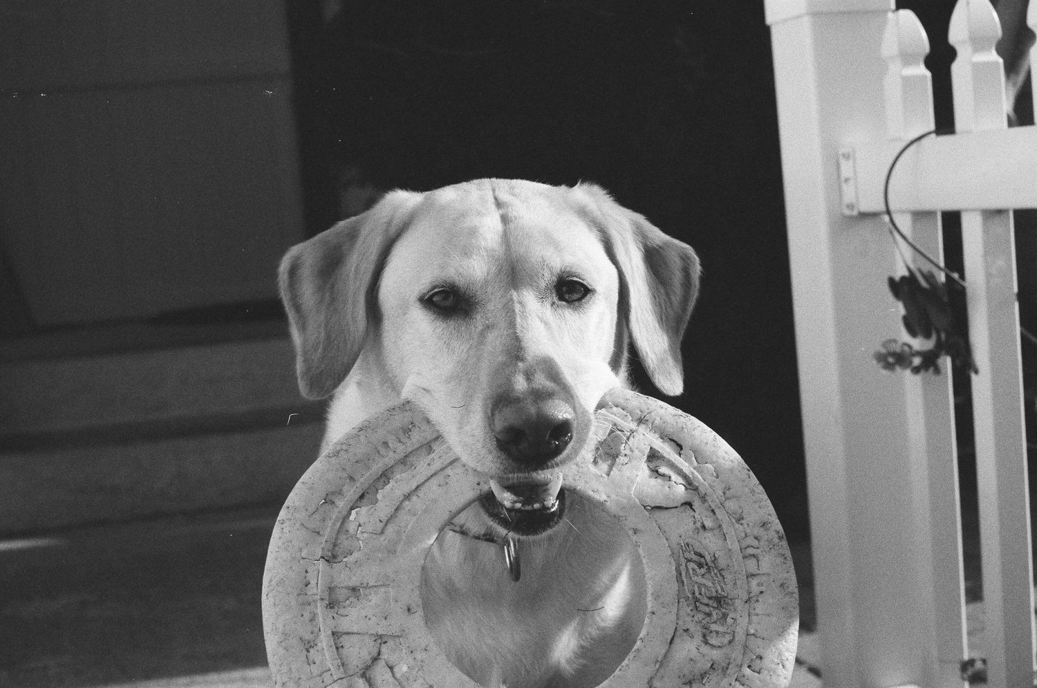 Black and white photo of yellow Labrador dog holding a large frisbee in its mouth outdoors.