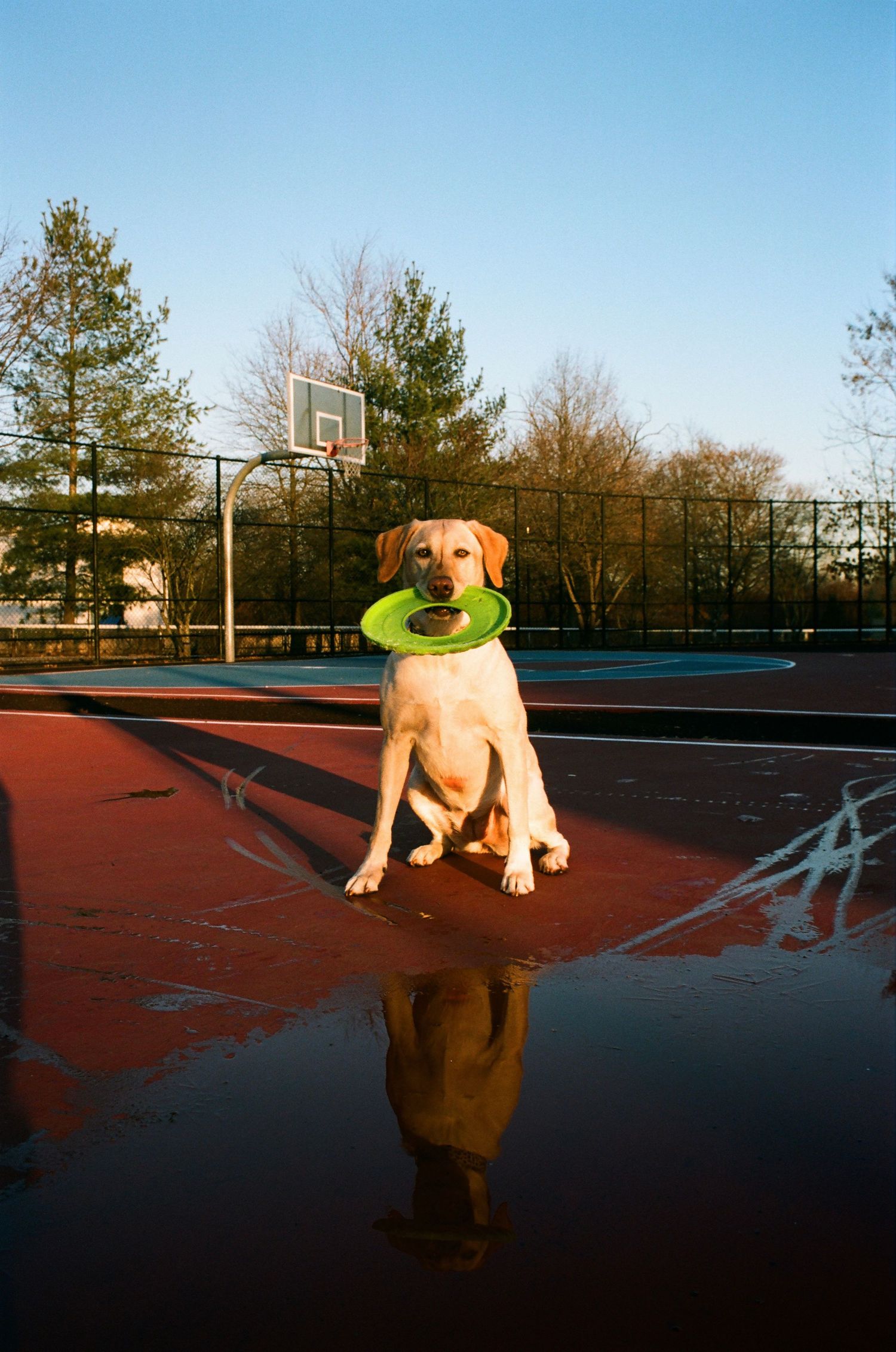 Yellow Labrador dog holding a green frisbee on a wet outdoor basketball court.