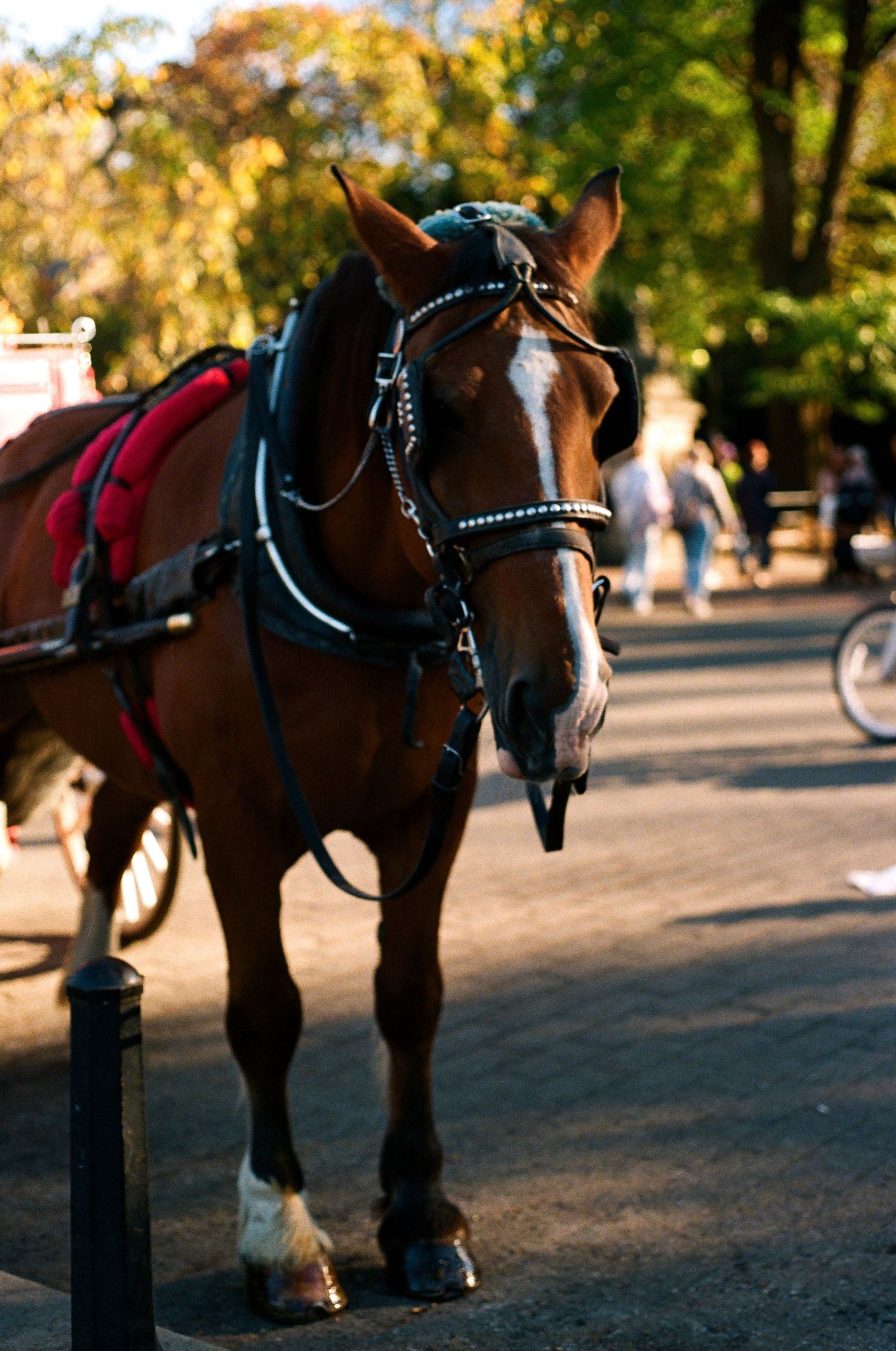 Harnessed brown carriage horse standing on sunlit street in Central Park, New York.