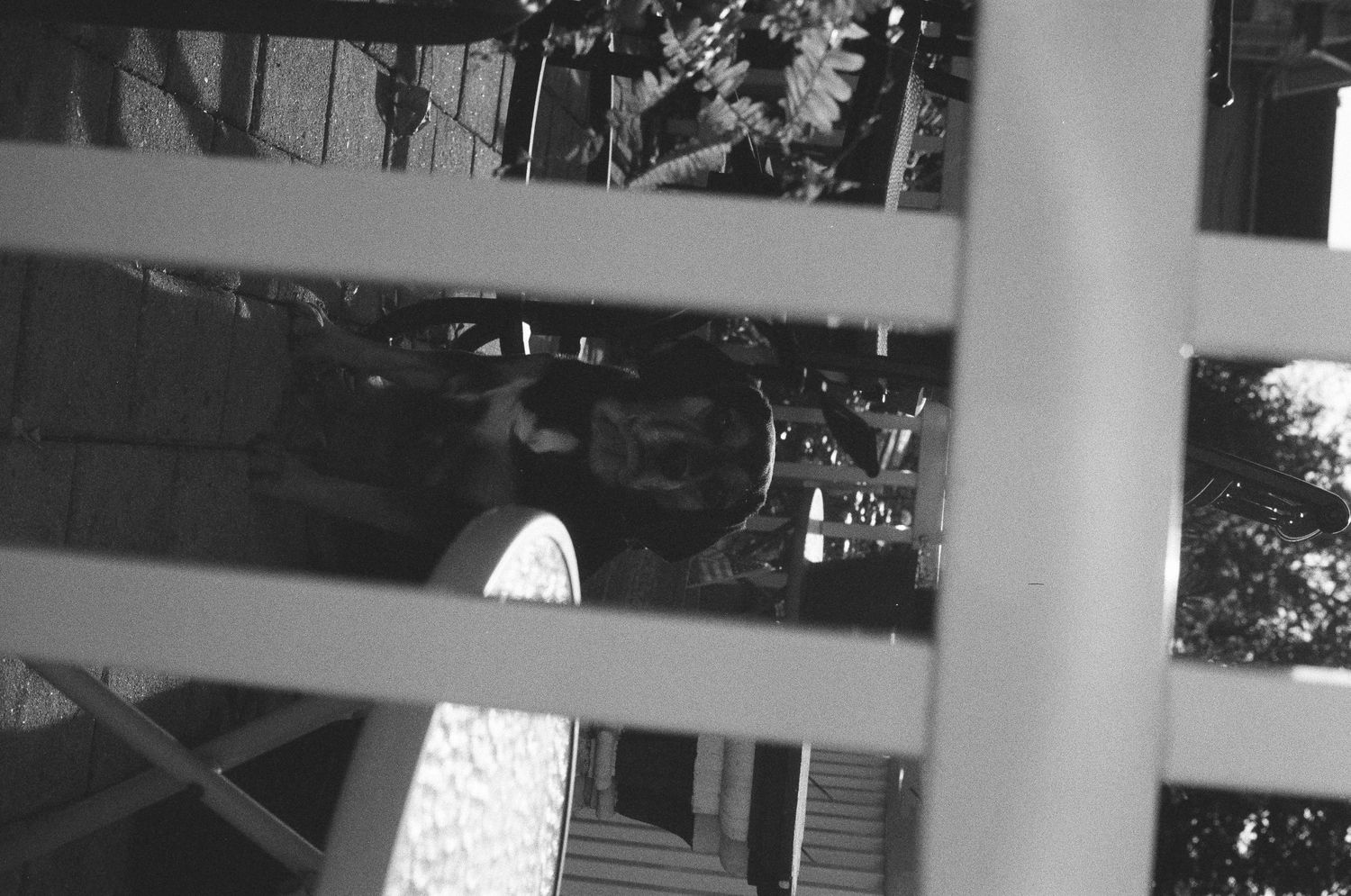 Black and white photo of a person seen through white porch railings surrounded by trees.