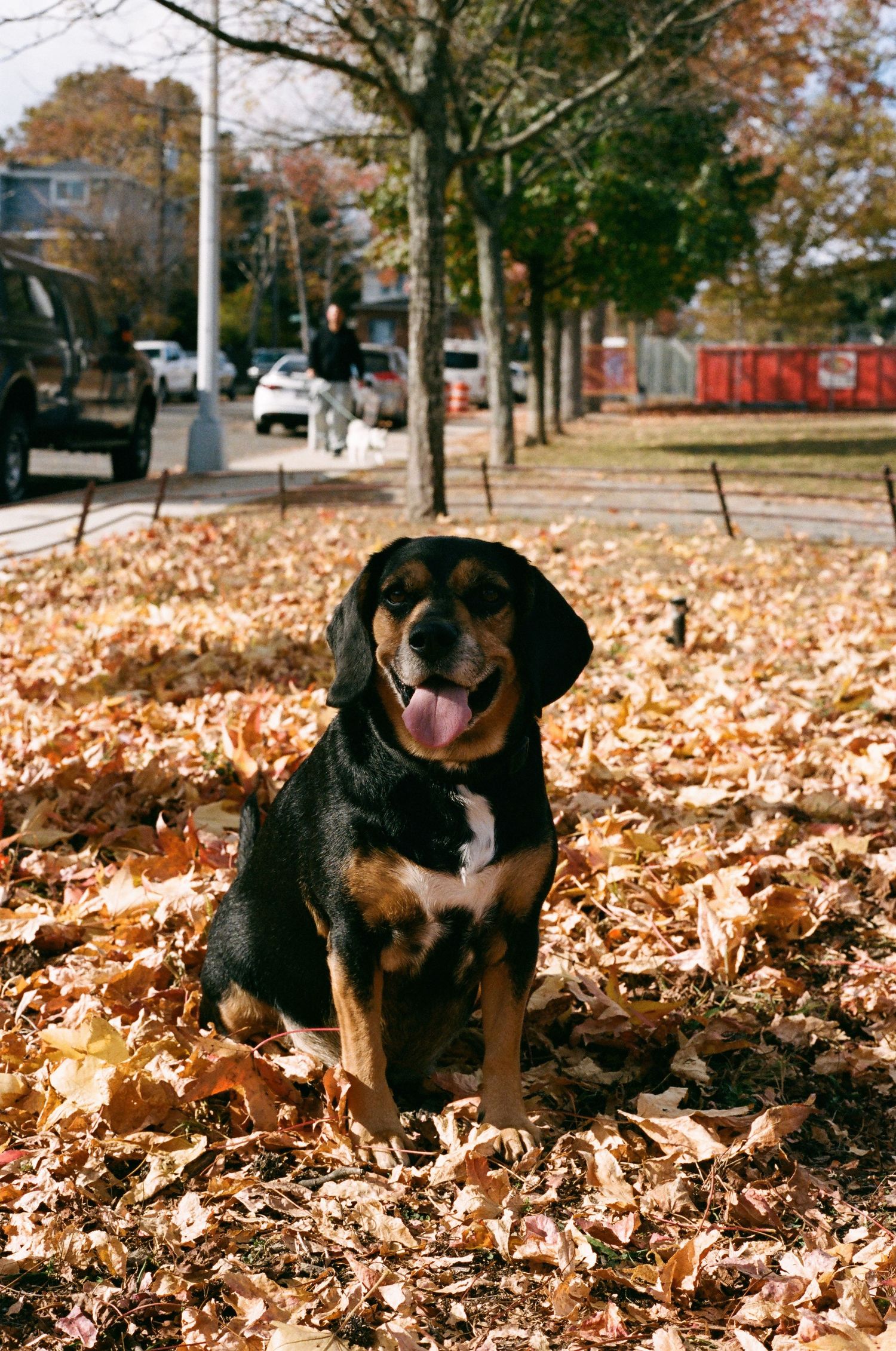 Black and tan hound dog sitting happily in a pile of autumn leaves on a sunny urban sidewalk.