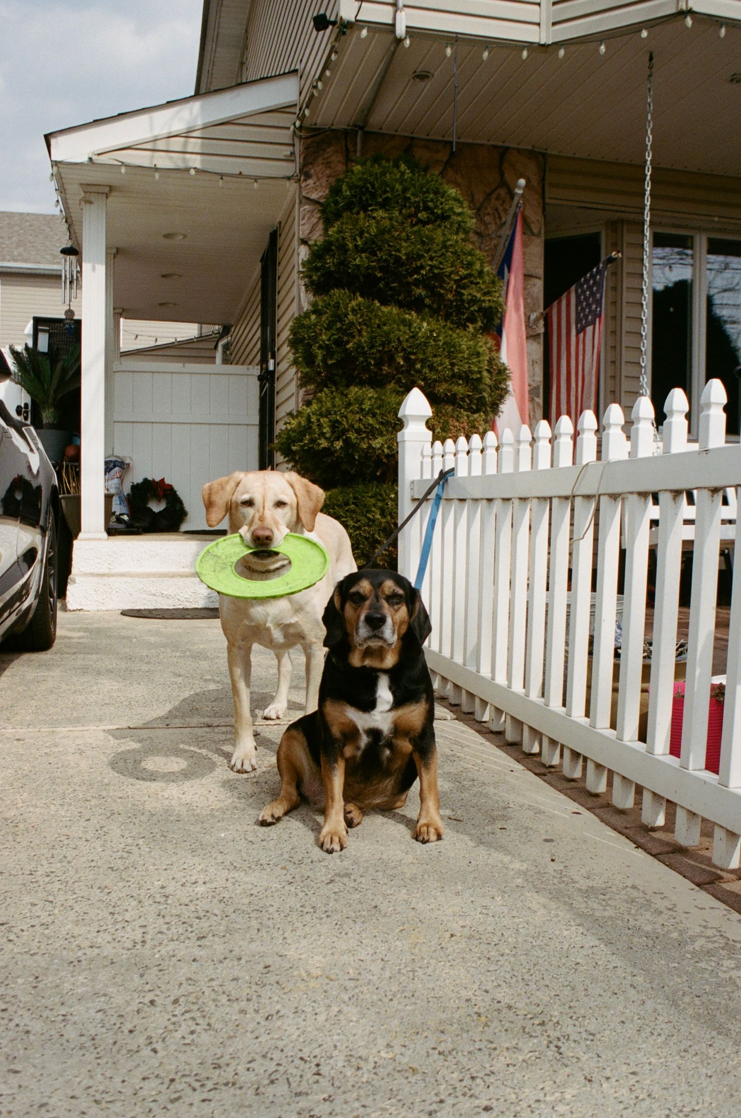 Yellow Lab holding green frisbee and a Beagle mix on leash sitting in front of a white picket fence.