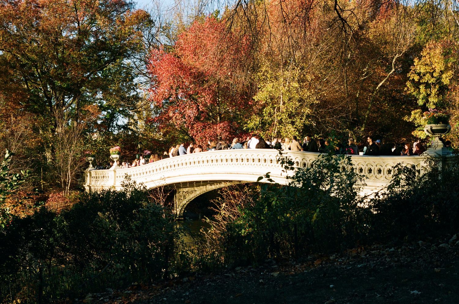 Elegant white Bow Bridge in Central Park crowded with visitors surrounded by colorful fall foliage at golden hour.
