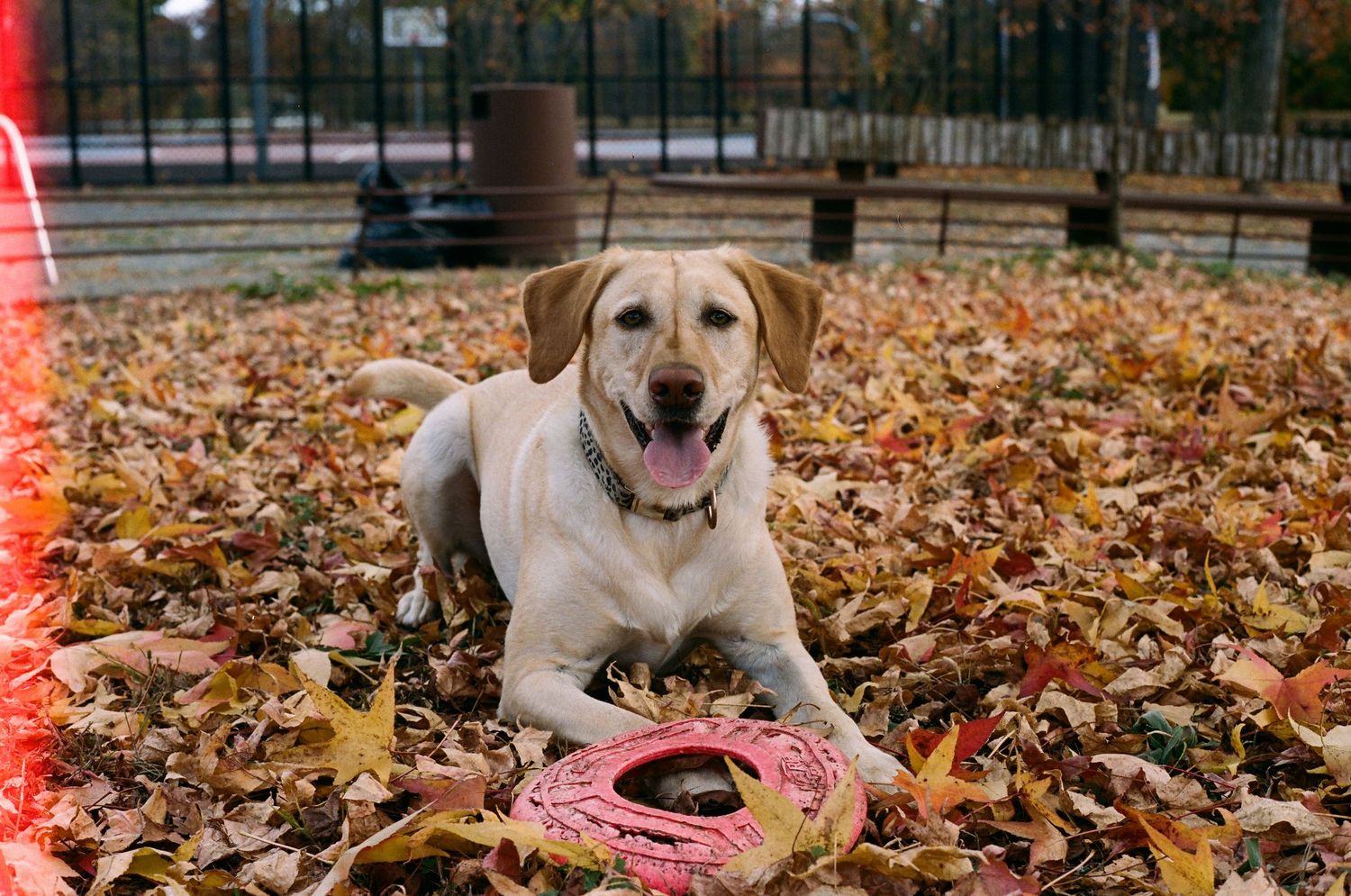 Yellow Labrador Retriever lying in a pile of fall leaves at a park with a pink frisbee.