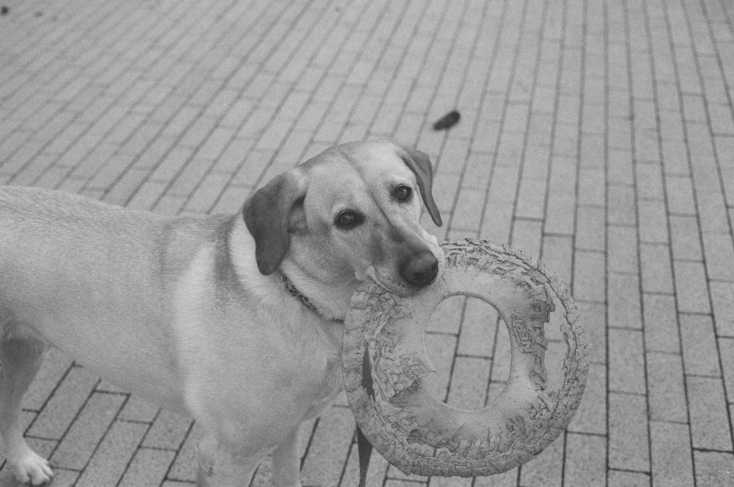 A Labrador dog holds a circular rope toy in its mouth while standing on a brick pavement.