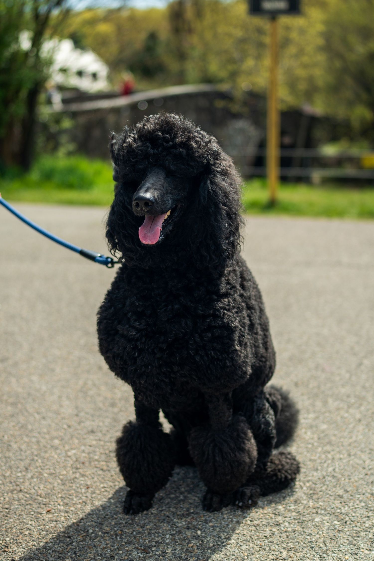 Black standard poodle sitting on pavement with tongue out on a sunny day on blue leash.