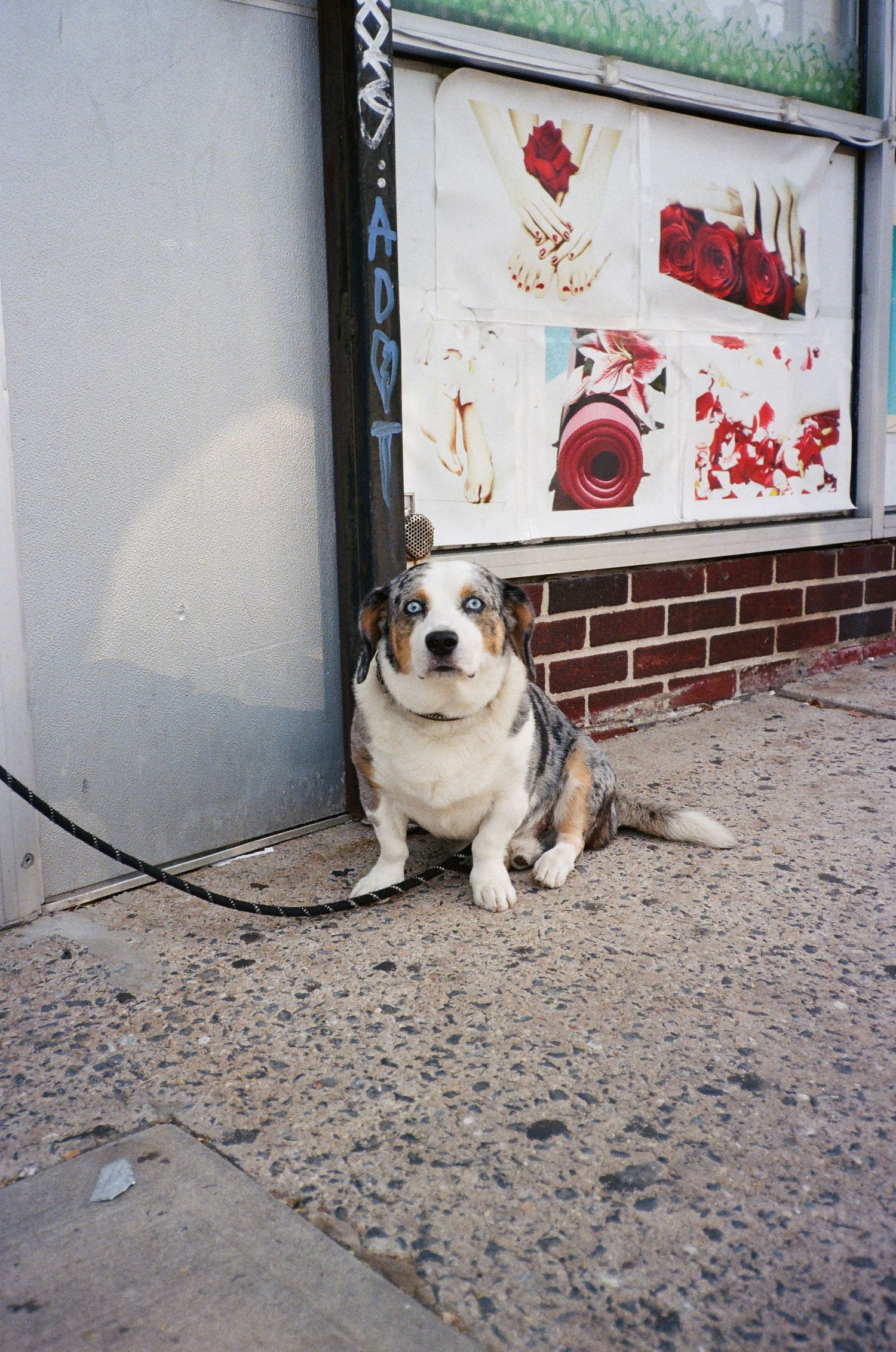 A chubby merle-colored dog with blue eyes sits leashed on a sidewalk outside a brick storefront.