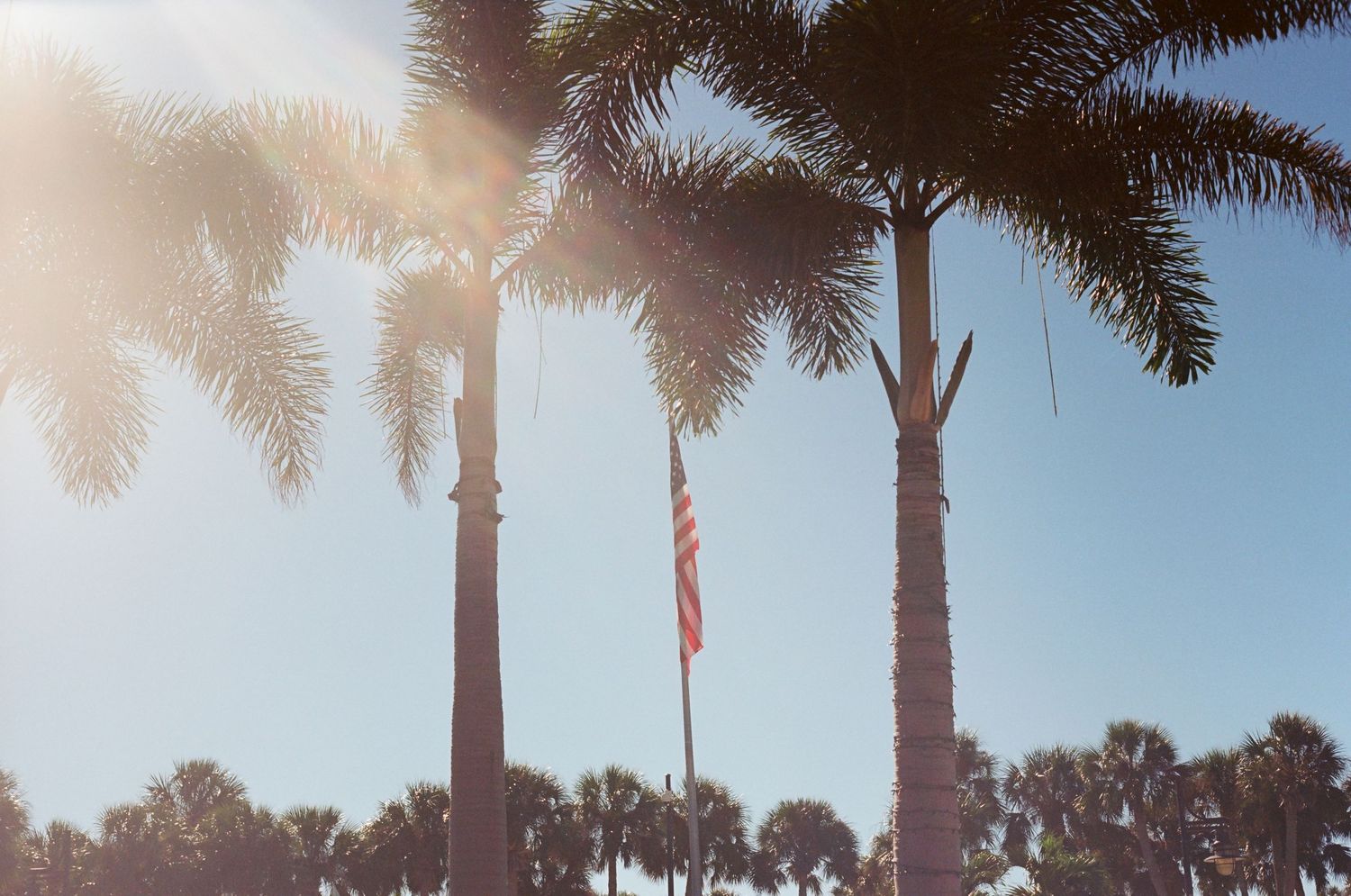Palm trees and American flag against bright blue sky with sun flare in tropical setting.