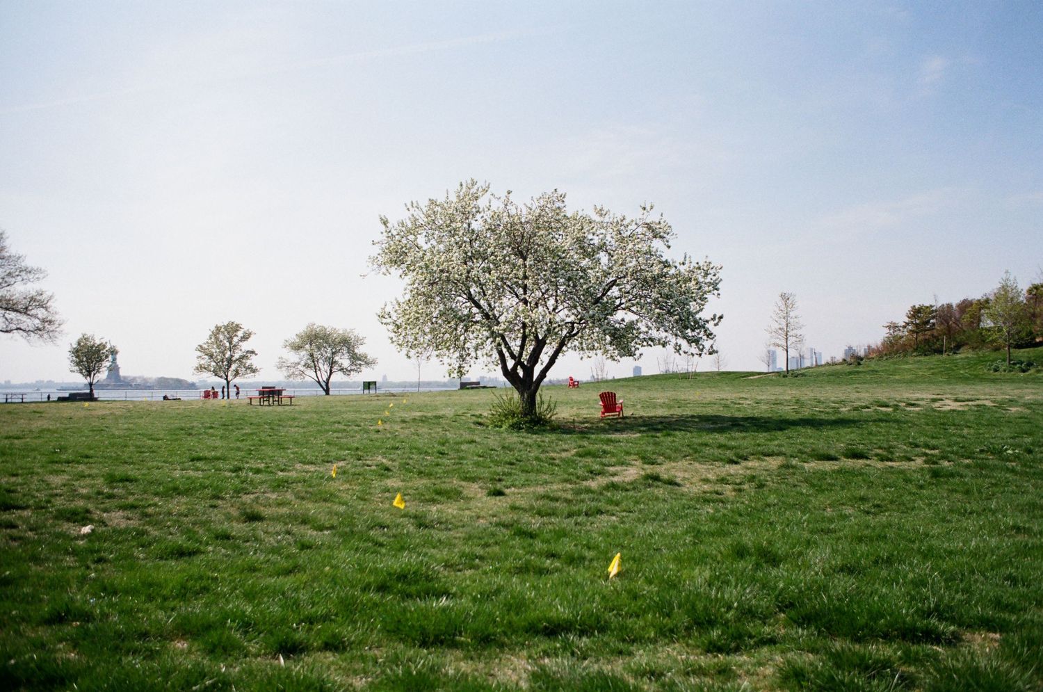 Blooming white flowering tree in green meadow with red chair and yellow markers on sunny spring day.
