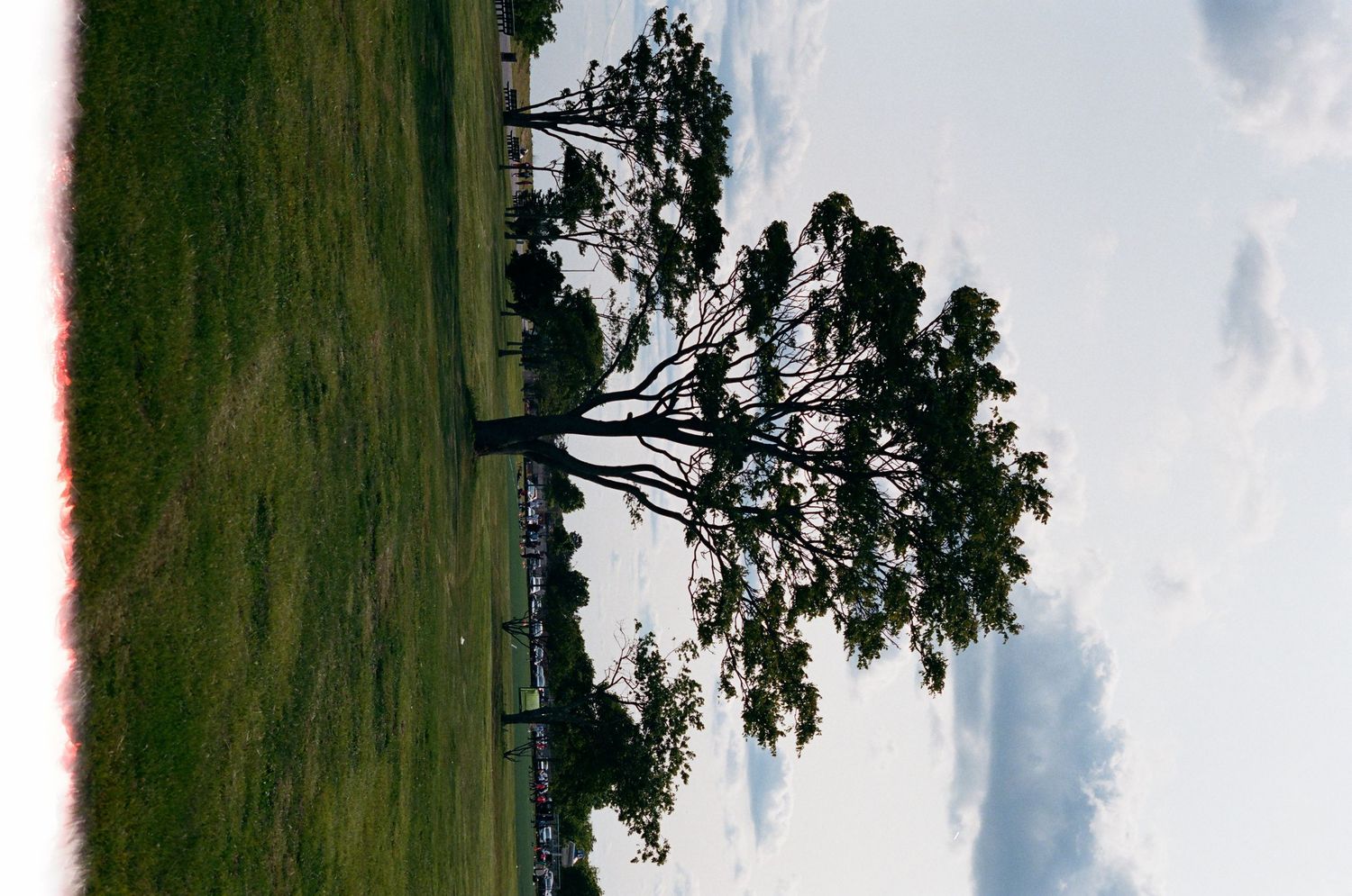 Lone silhouetted tree standing in open green field under dramatic cloudy sky.