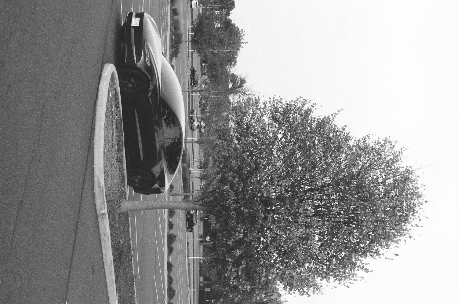 A black car is parked beside a tall tree on a quiet road in a black and white photograph.