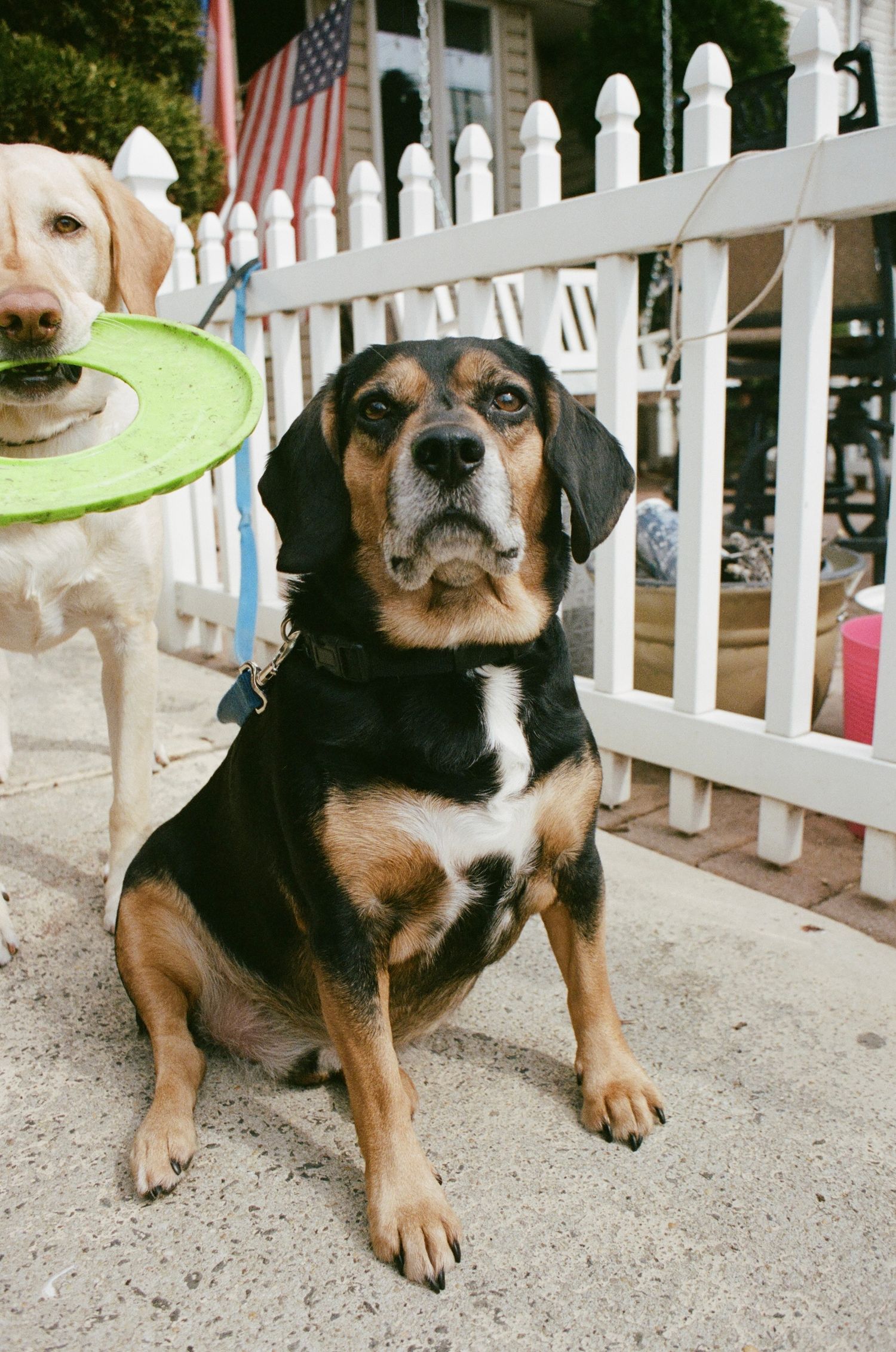 A black and tan hound dog sits on a sidewalk near a white picket fence with an American flag.