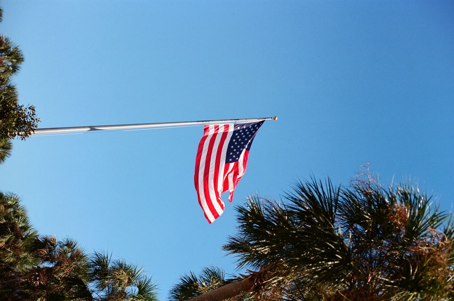 An American flag waves on a flagpole against a clear blue sky surrounded by palm and pine trees.